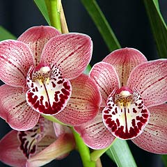 Cymbidium Lady Angela 'Redvale' – Long-Lasting Pink Standard