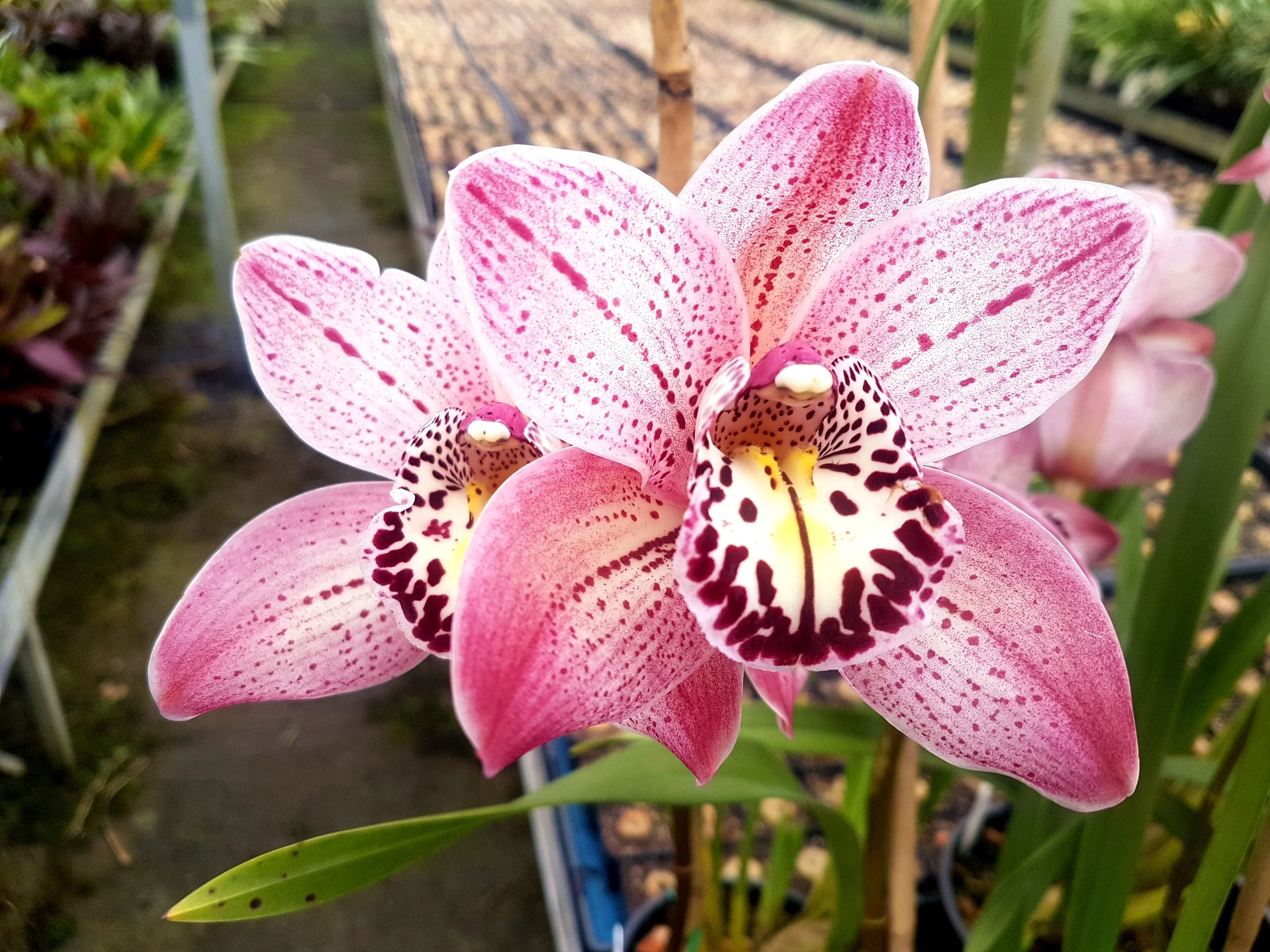 Cymbidium Lady Angela 'Redvale' – Long-Lasting Pink Standard - Image 2