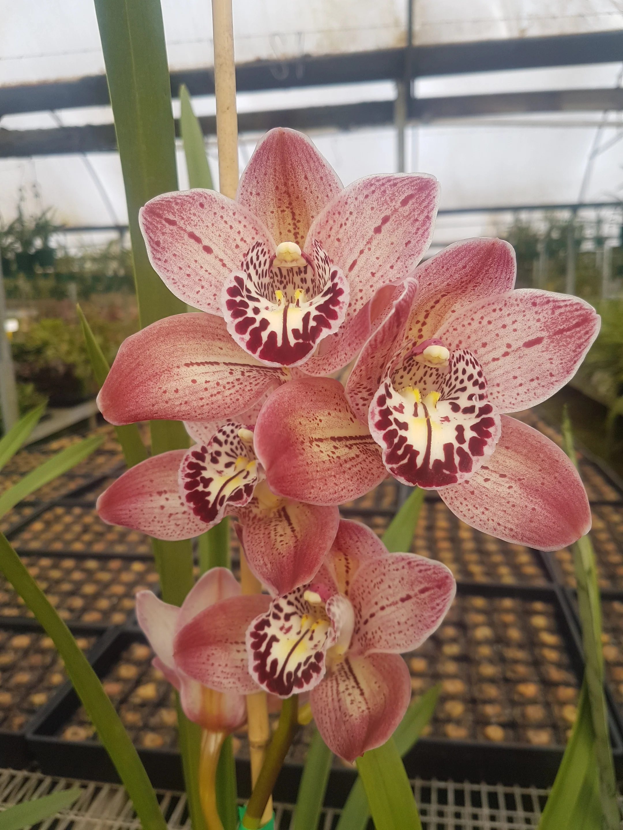 Cymbidium Lady Angela 'Redvale' – Long-Lasting Pink Standard - Image 3
