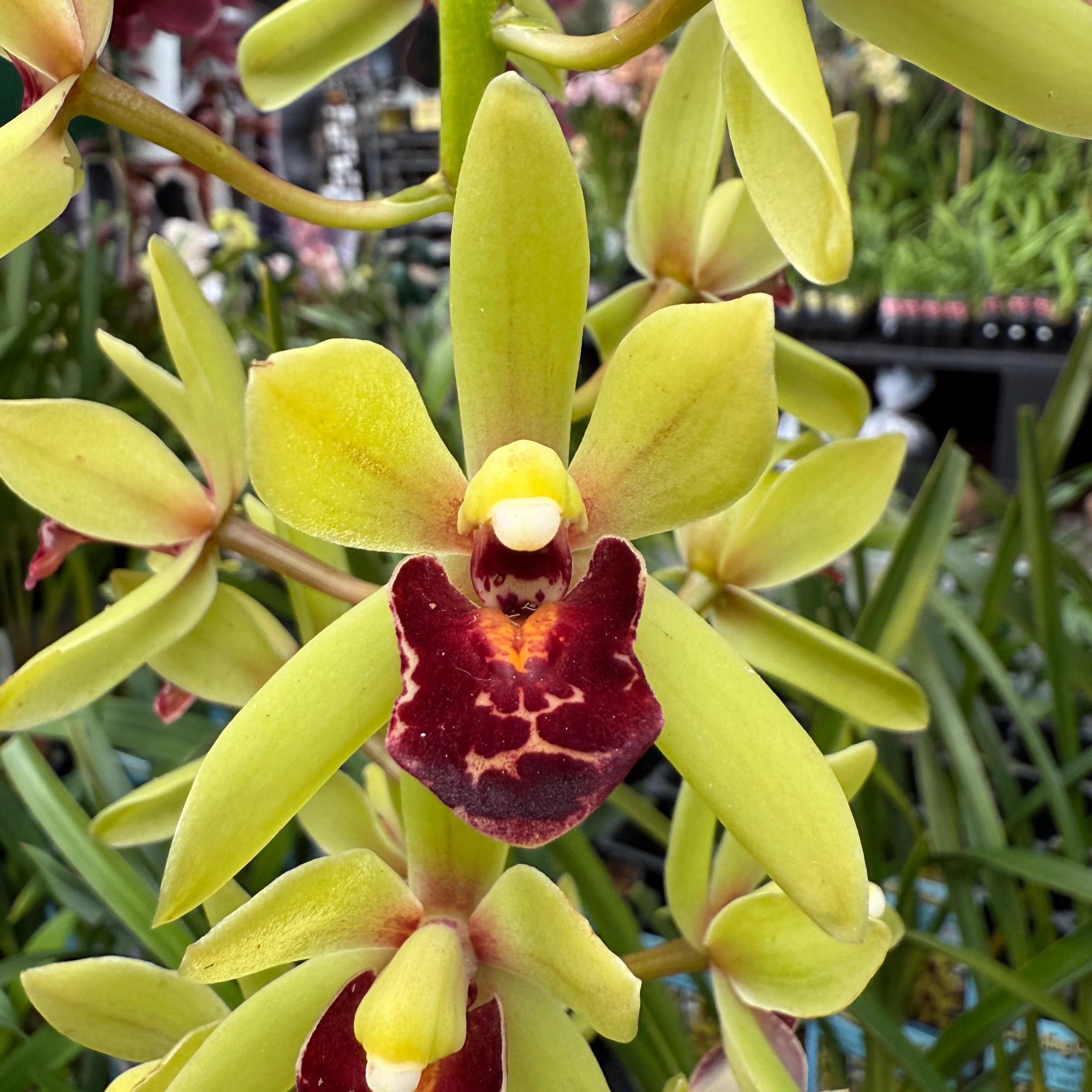 Cymbidium 'Lime Fantasy'
