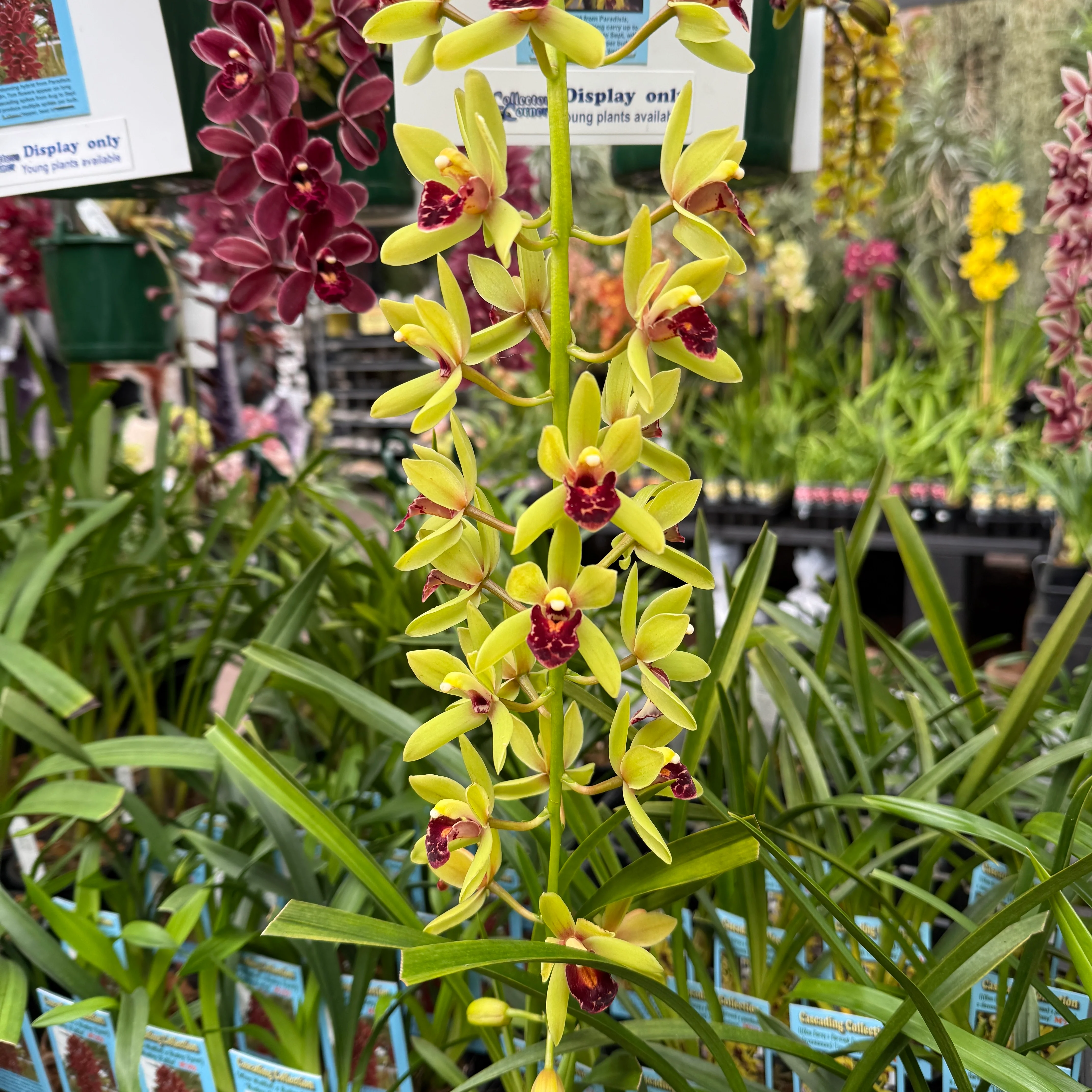 Cymbidium 'Lime Fantasy' - Image 2