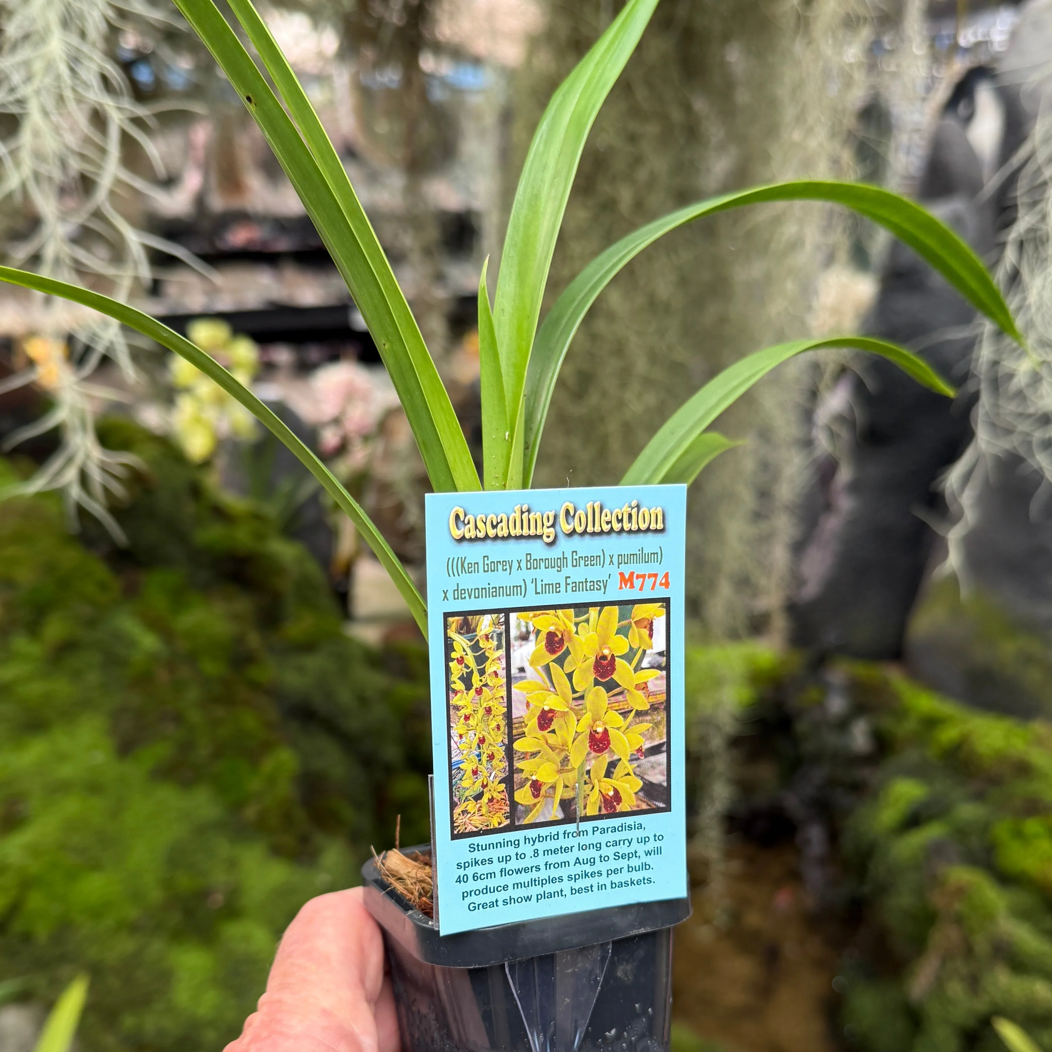 Cymbidium 'Lime Fantasy' - Image 3