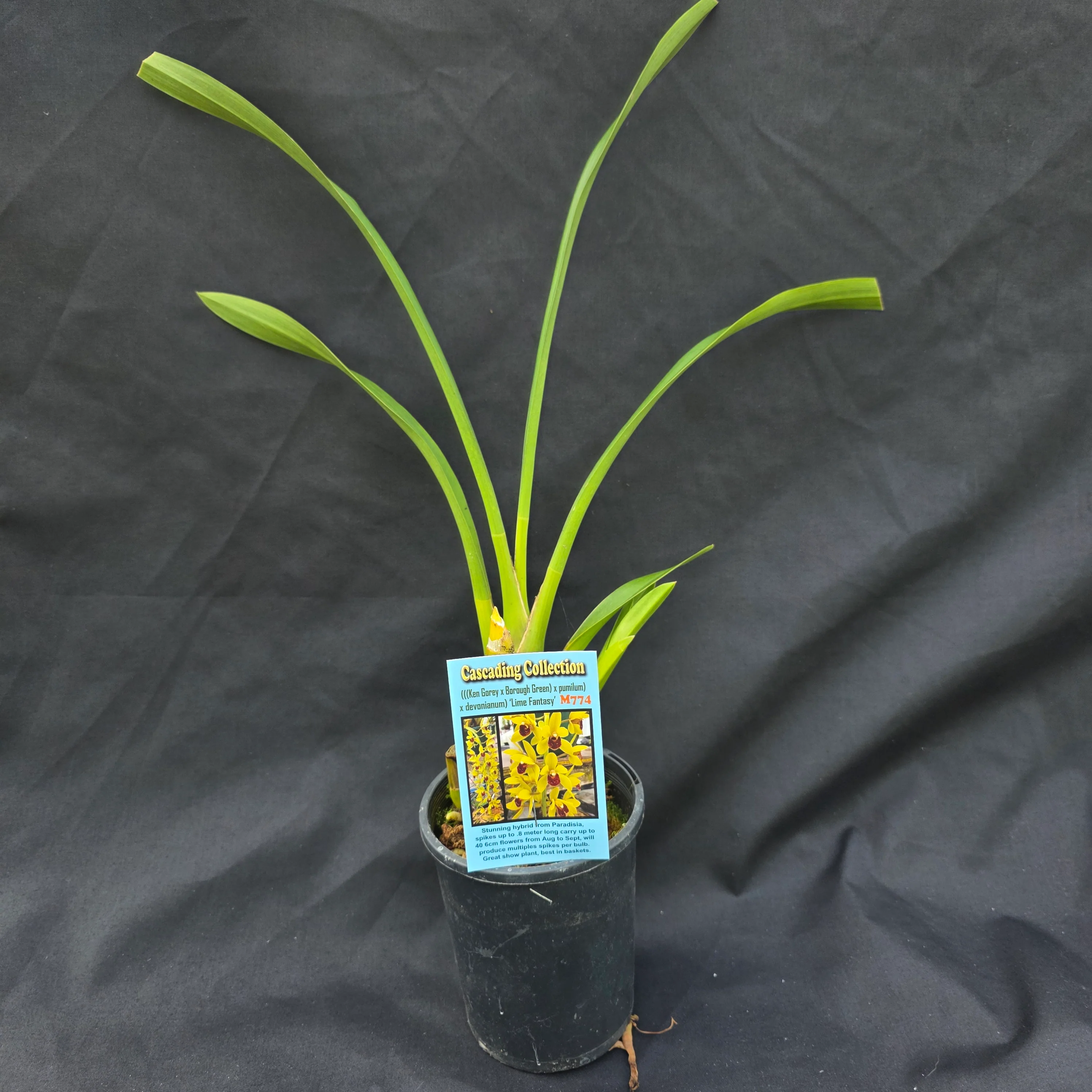 Cymbidium 'Lime Fantasy' - Image 5