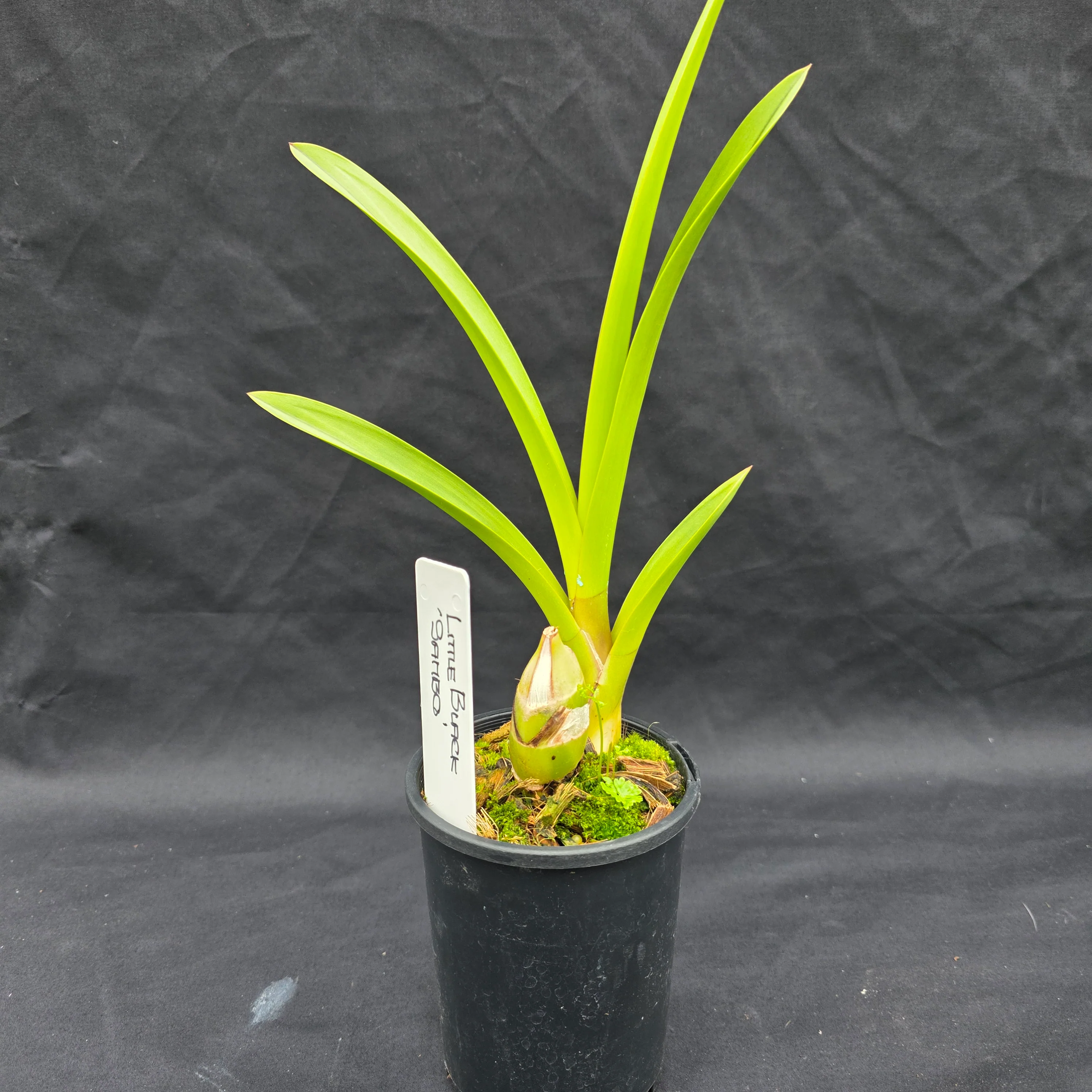 Cymbidium Helen Bannerman (Syn Little Black Sambo) - One Off Special