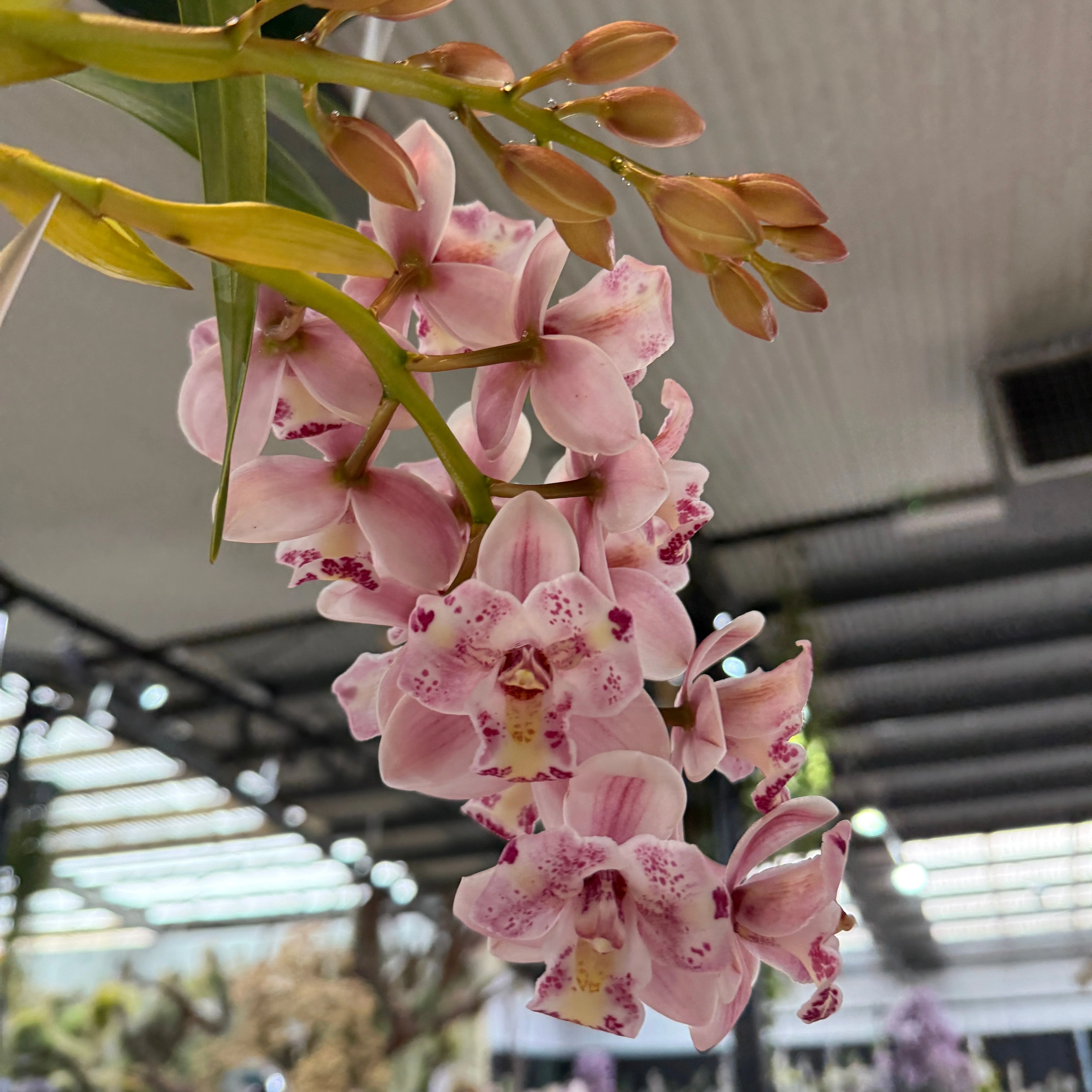 Cymbidium Little Sarah 'Freak Scene' - One Off Specials - Image 3