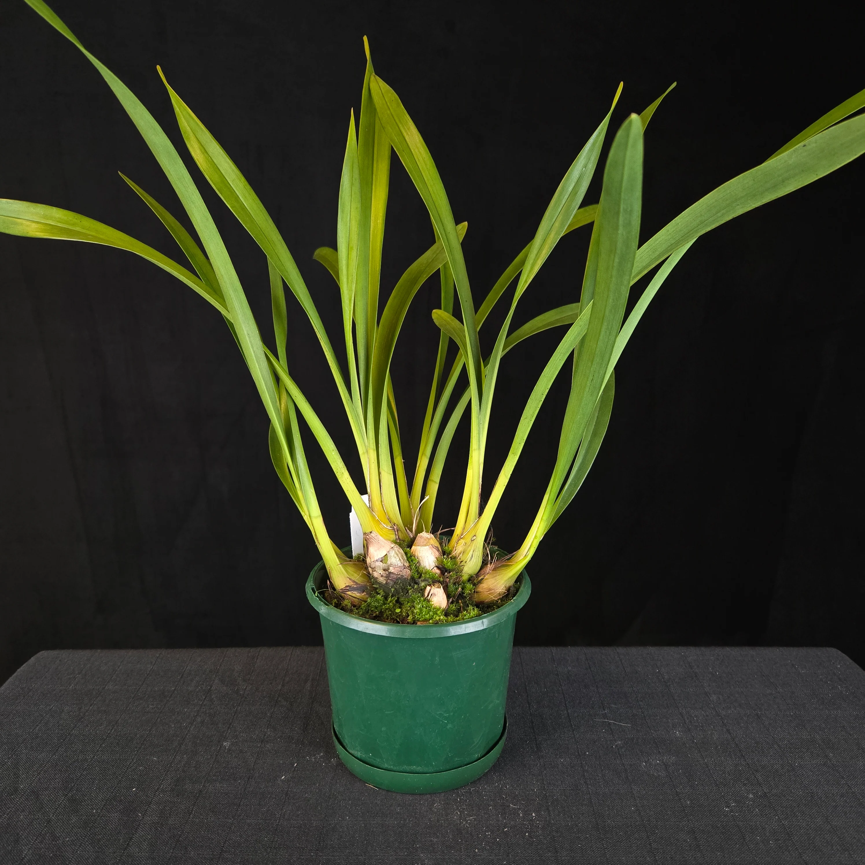 Cymbidium Little Sarah 'Freak Scene' - One Off Specials - Image 4