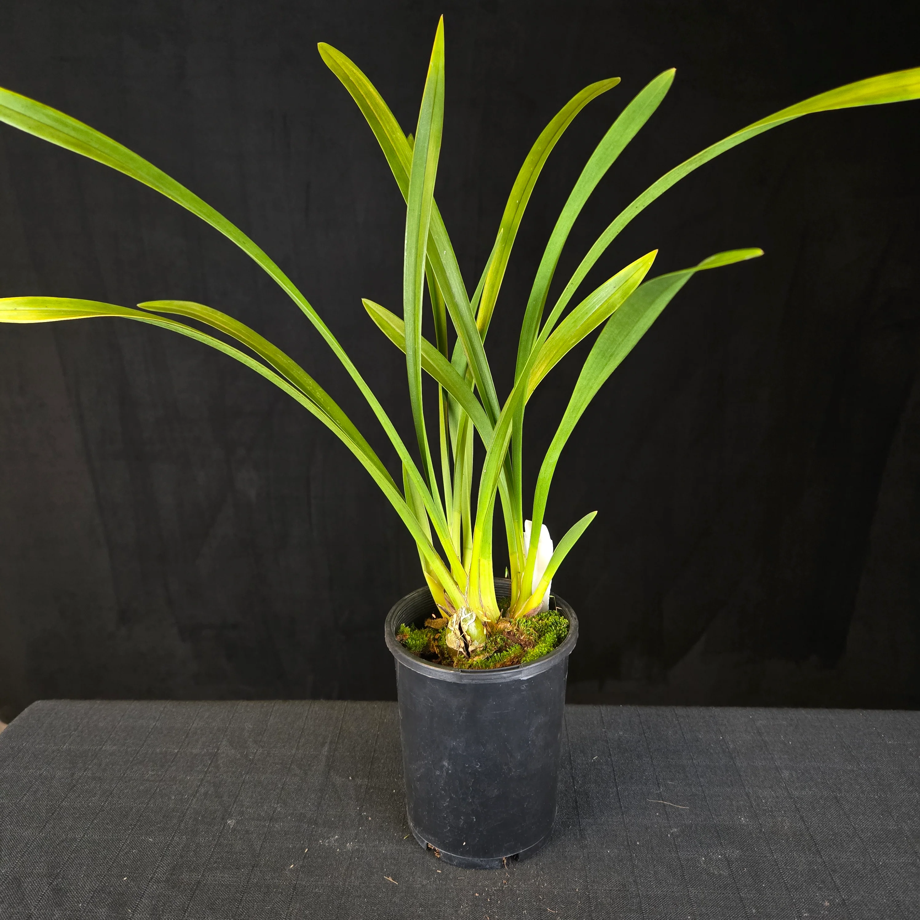 Cymbidium Little Sarah 'Freak Scene' - One Off Specials - Image 5