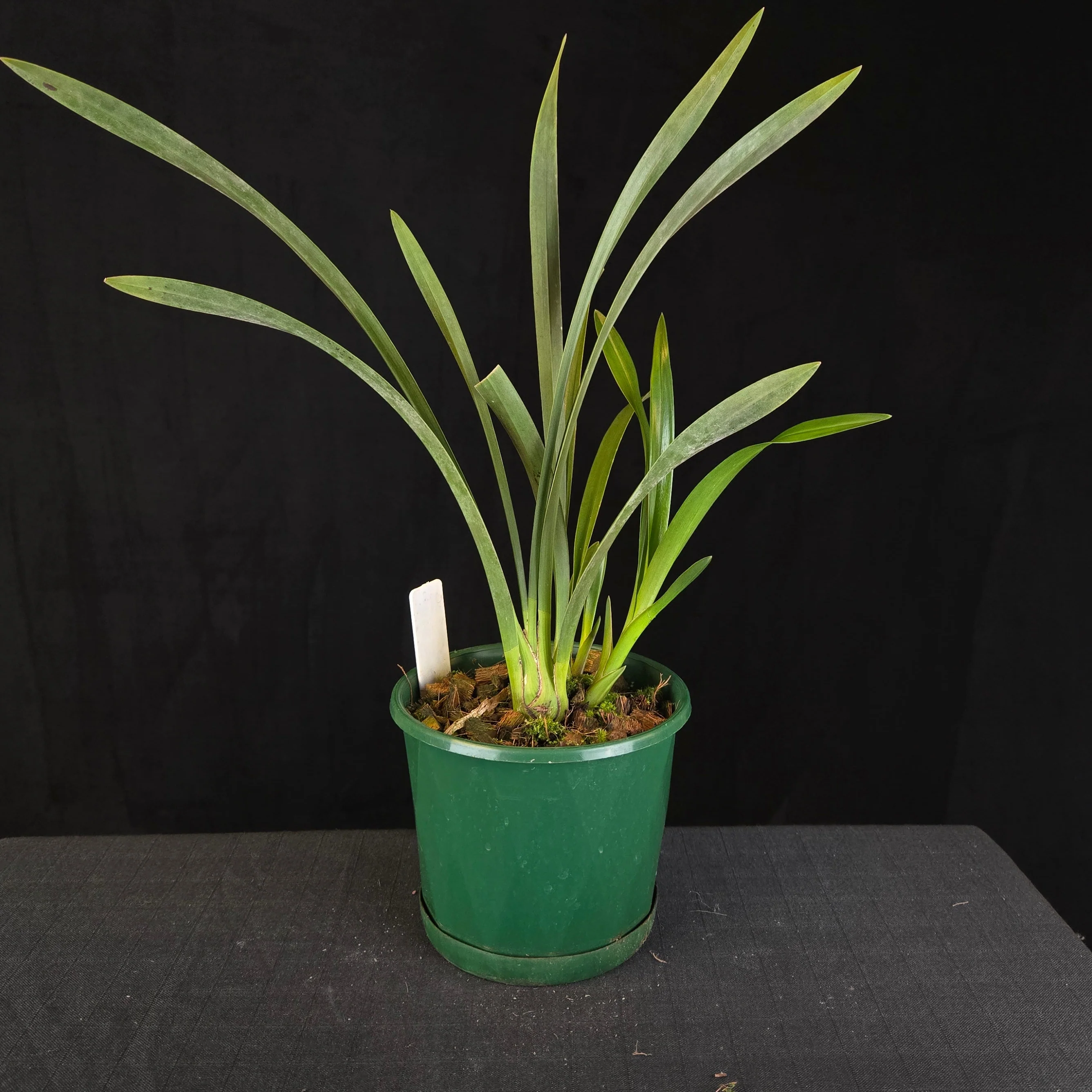 Cymbidium Little Sarah 'Freak Scene' - One Off Specials - Image 6