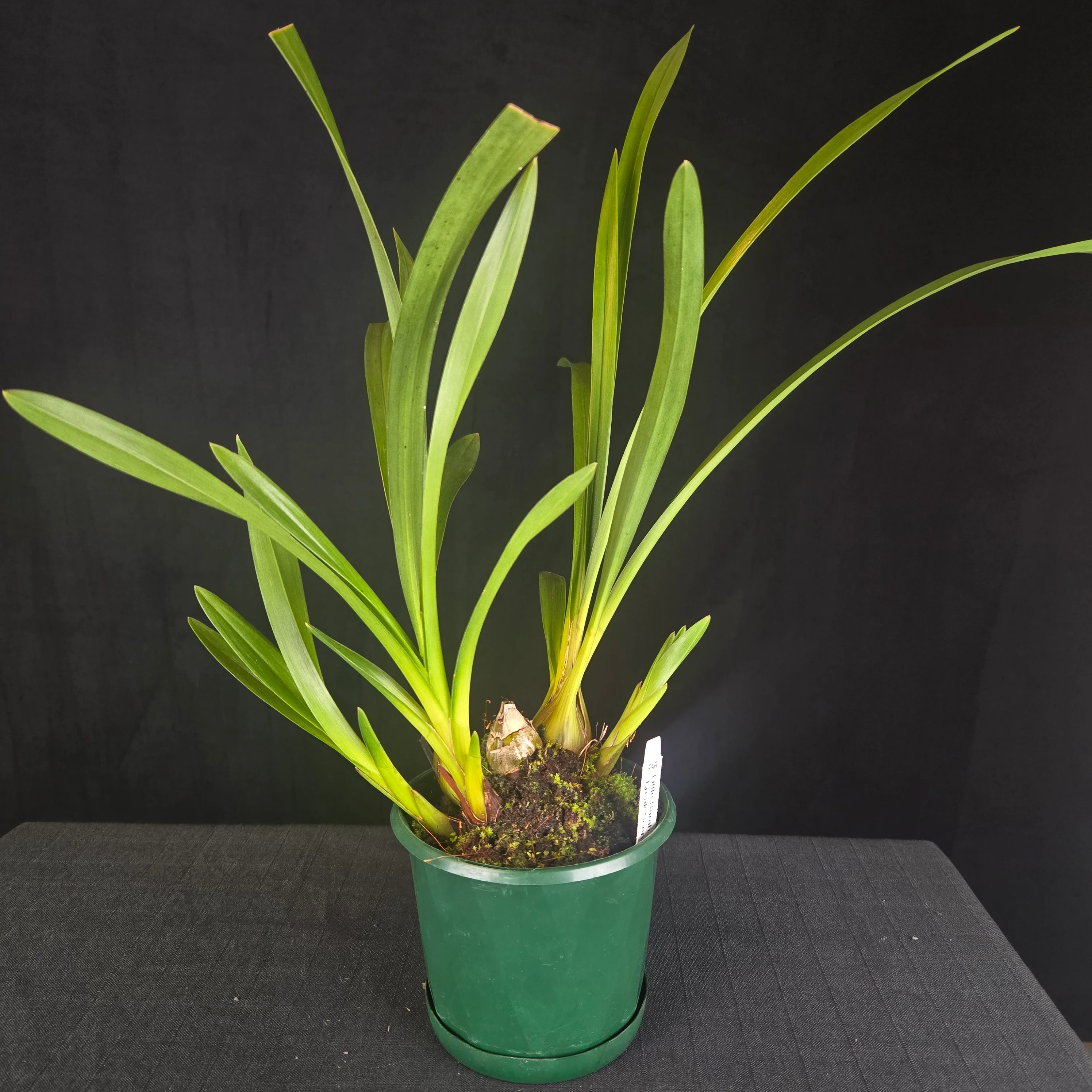 Cymbidium Little Sarah 'Freak Scene' - One Off Specials - Image 7