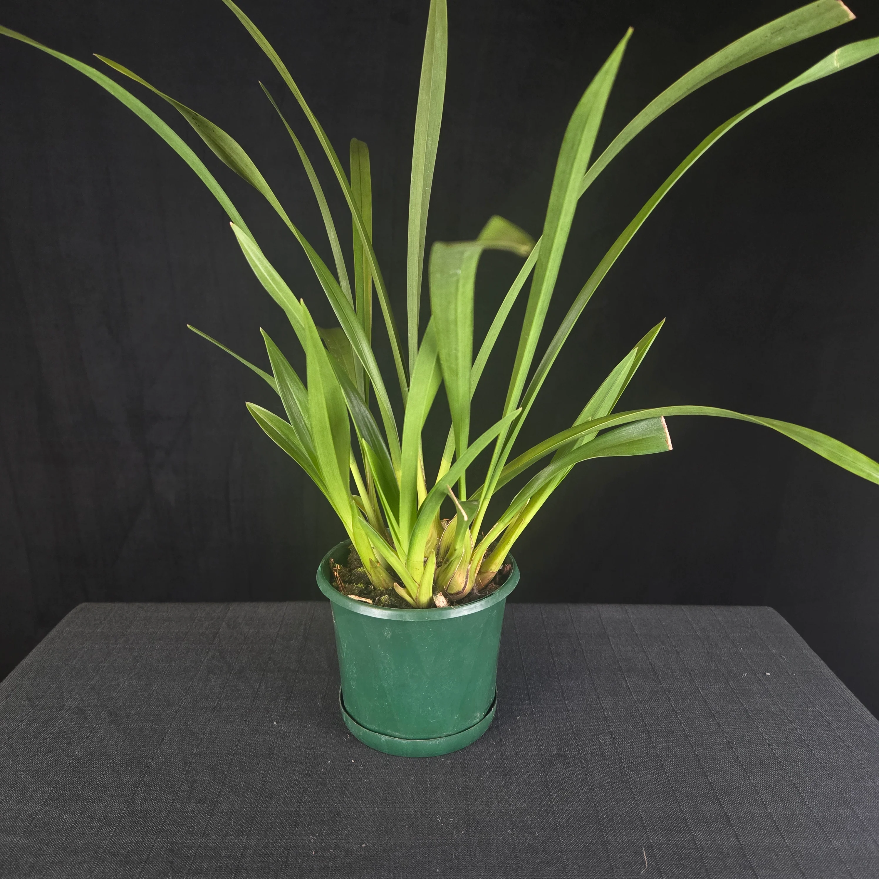 Cymbidium Little Sarah 'Freak Scene' - One Off Specials - Image 8