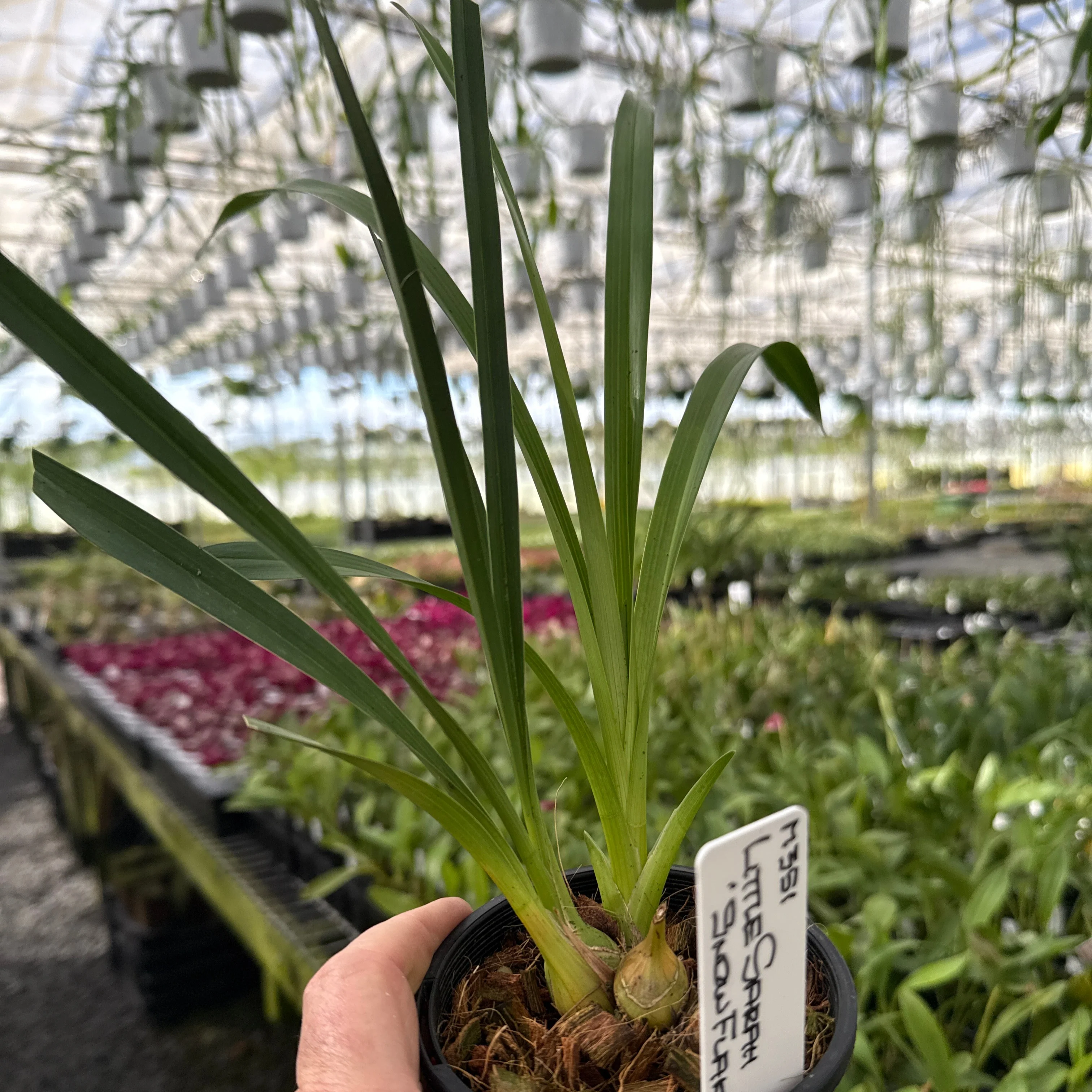 Cymbidium Little Sarah 'Snowflake' - Image 2