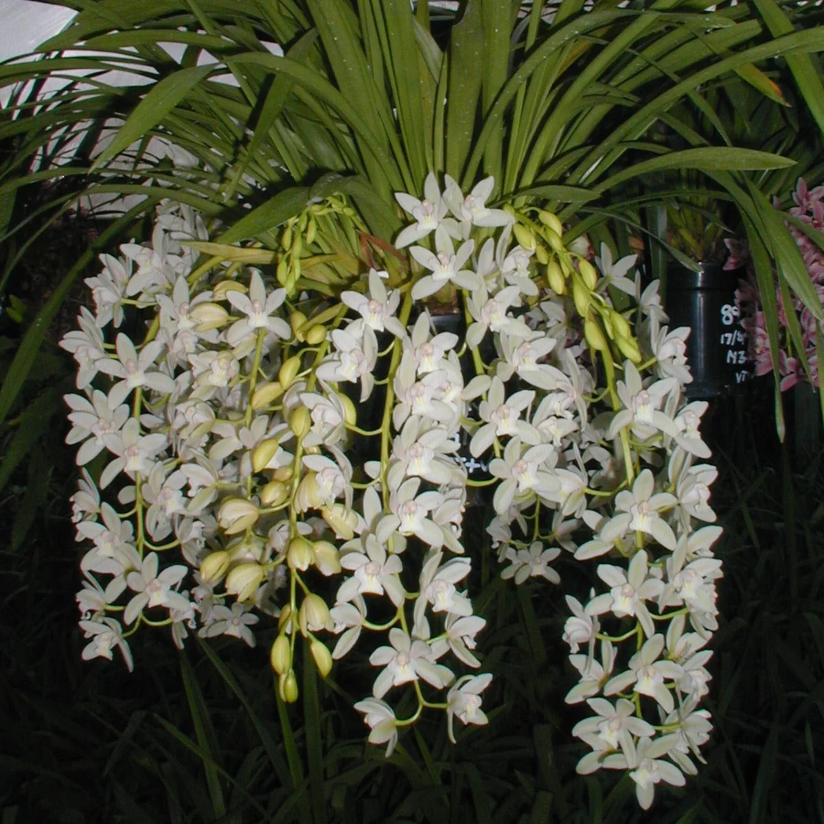 Cymbidium Little Sarah 'Snowflake' - Image 3