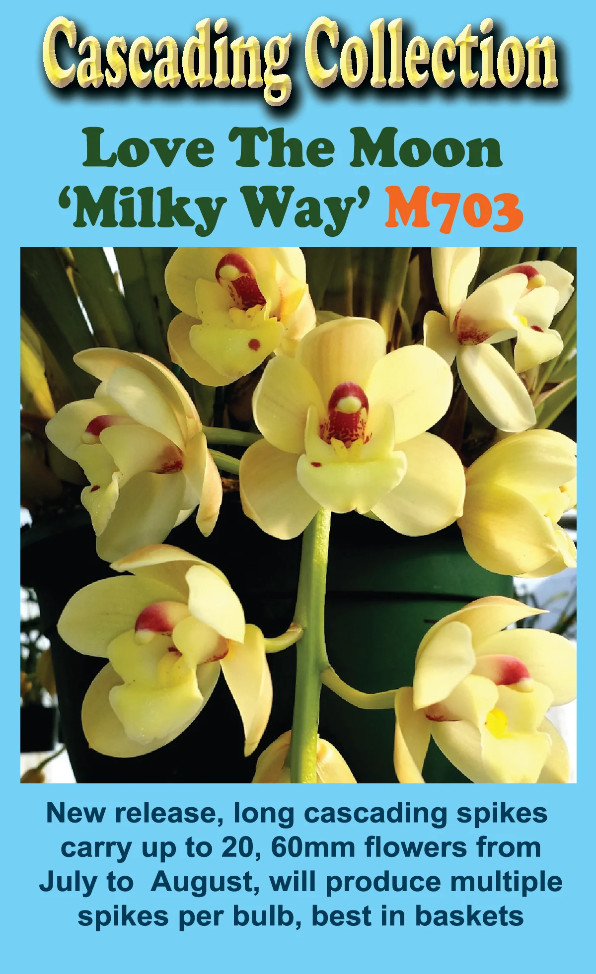 Cymbidium Love the Moon 'Milky Way' - Image 2