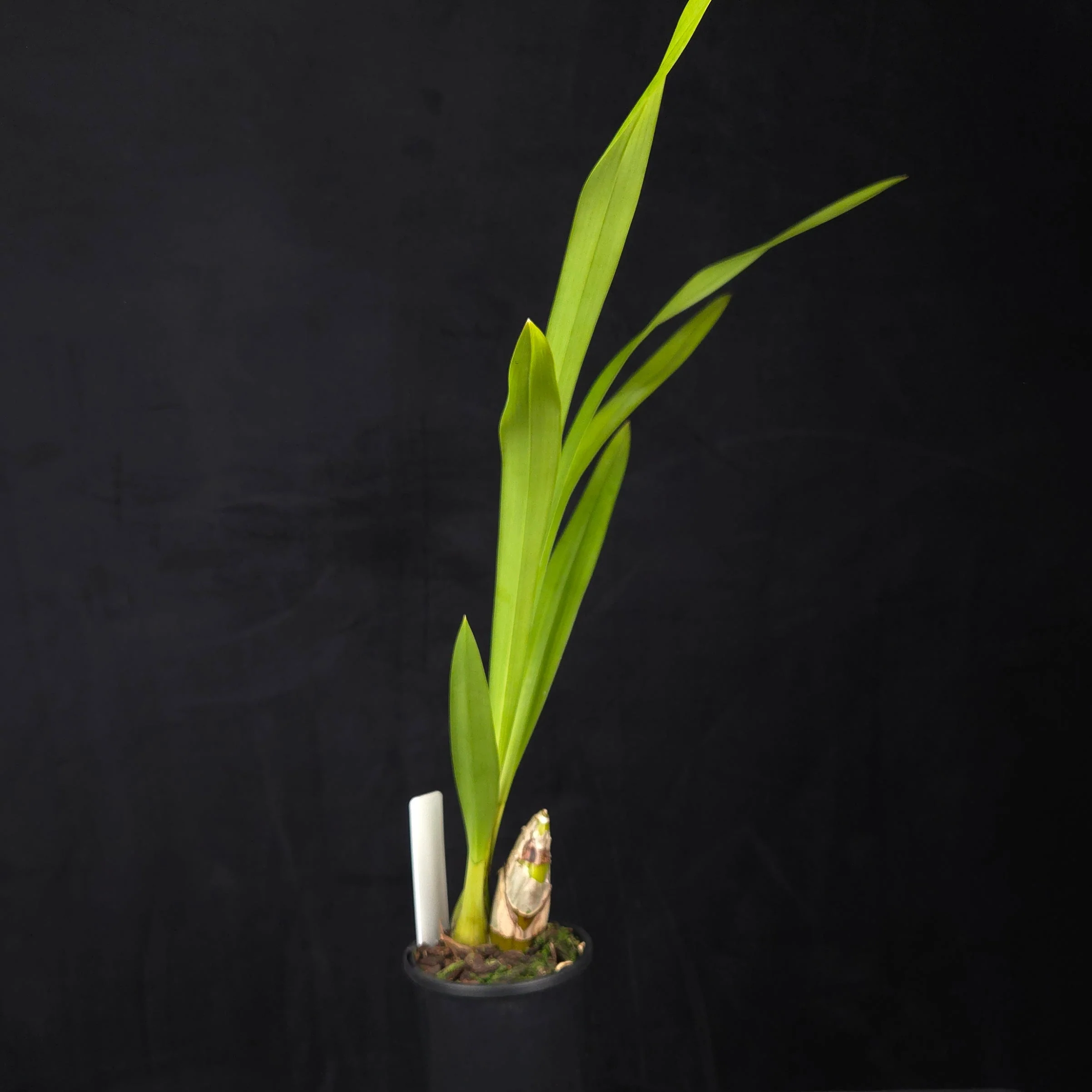 Cymbidium lowianum var. lowianum