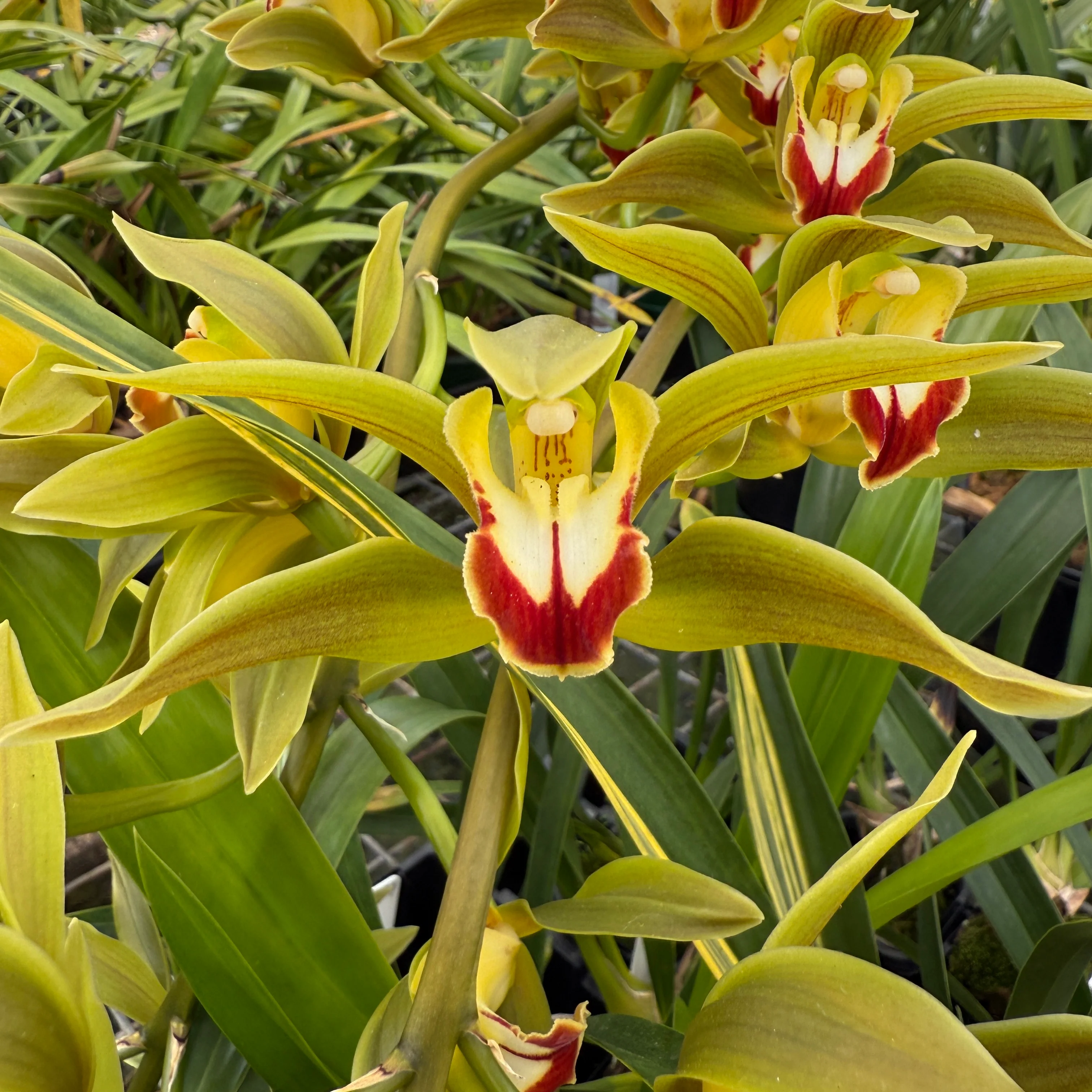 Cymbidium lowianum var. lowianum – True Species