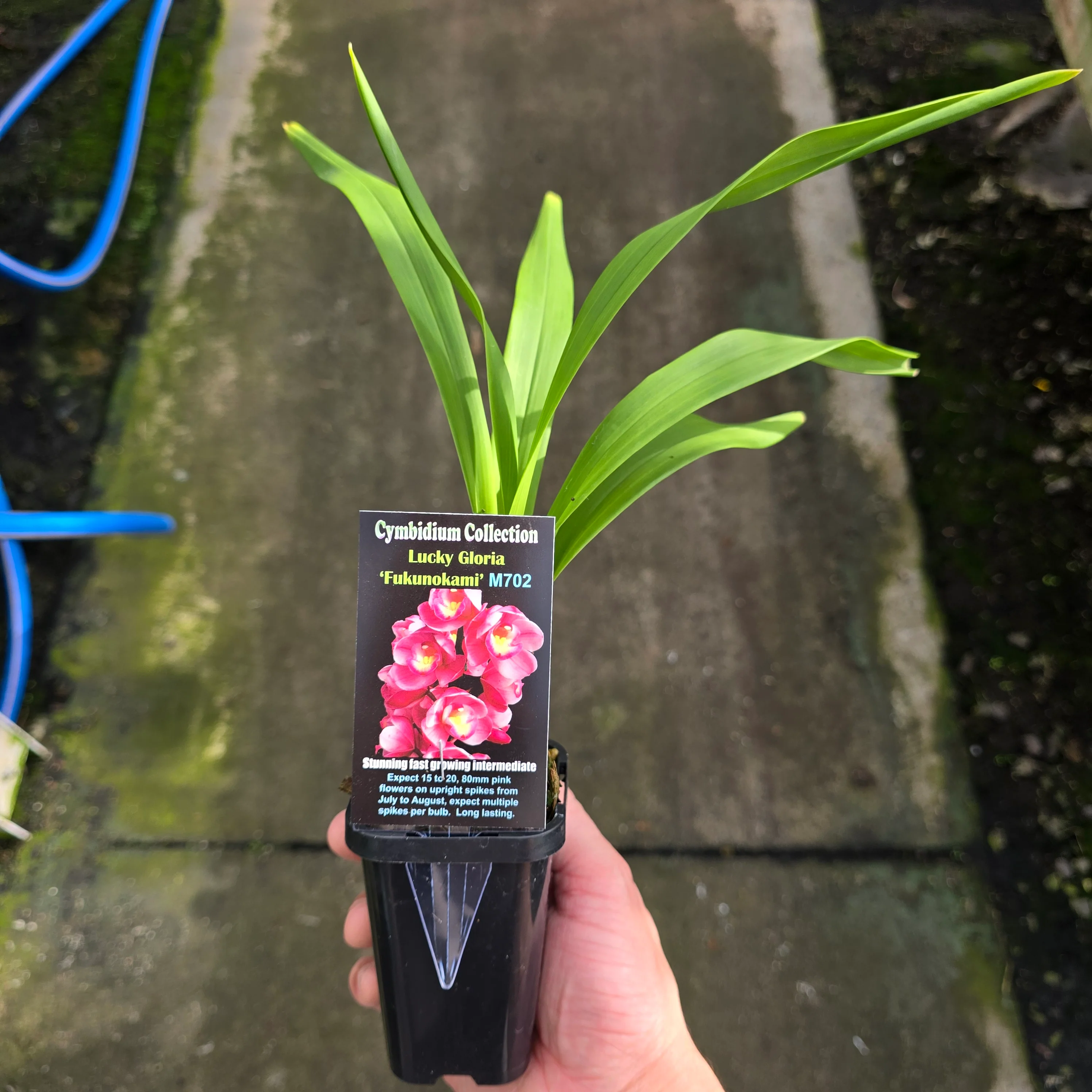 Cymbidium Lucky Gloria 'Fukunokami' - Image 2