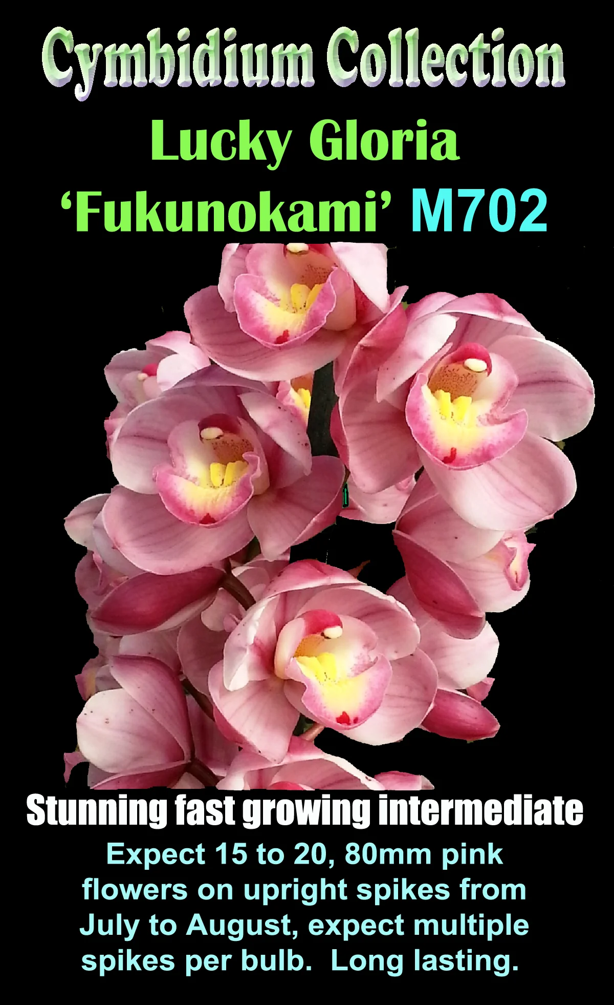 Cymbidium Lucky Gloria 'Fukunokami' - Image 4