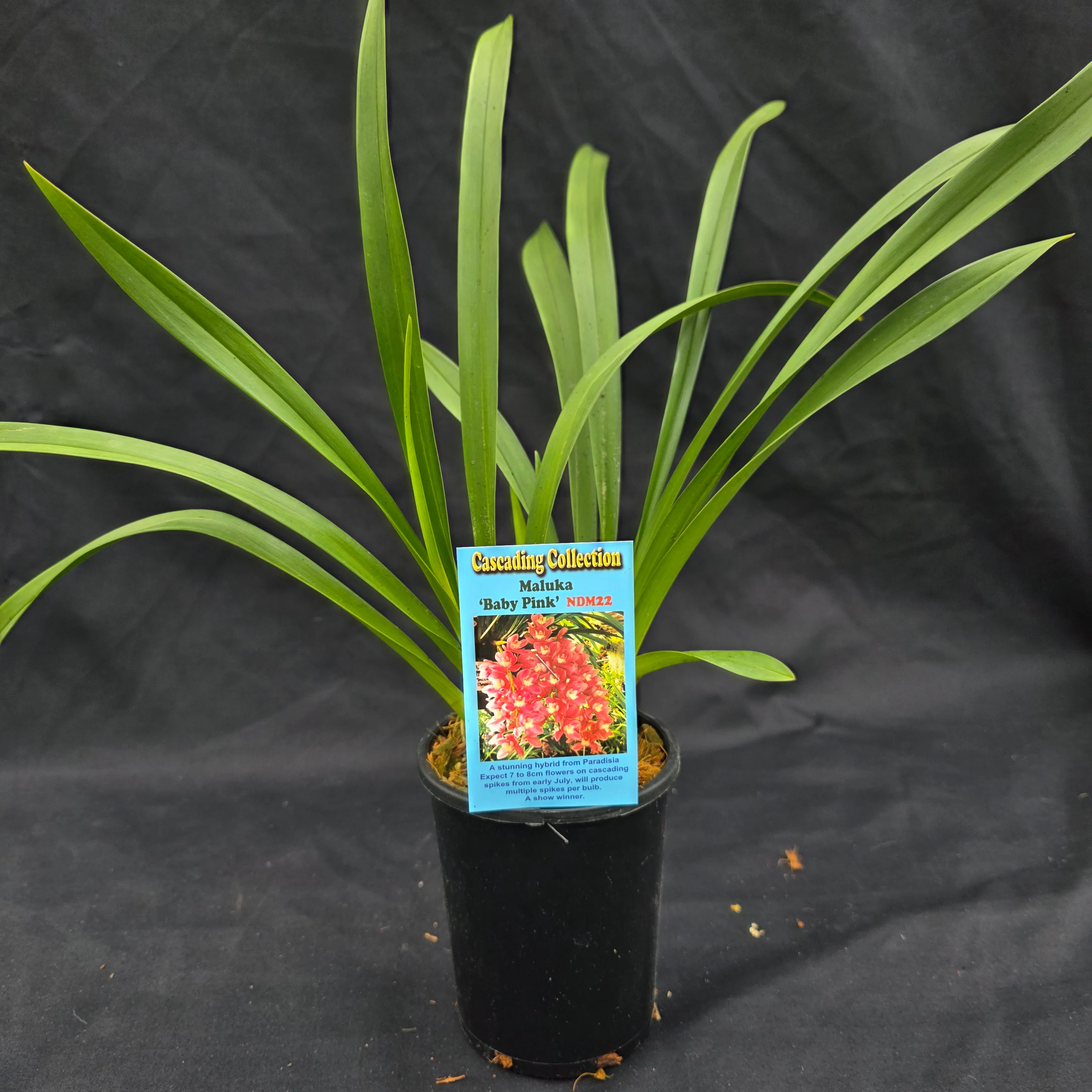 Cymbidium Maluka 'Baby Pink' - Image 3