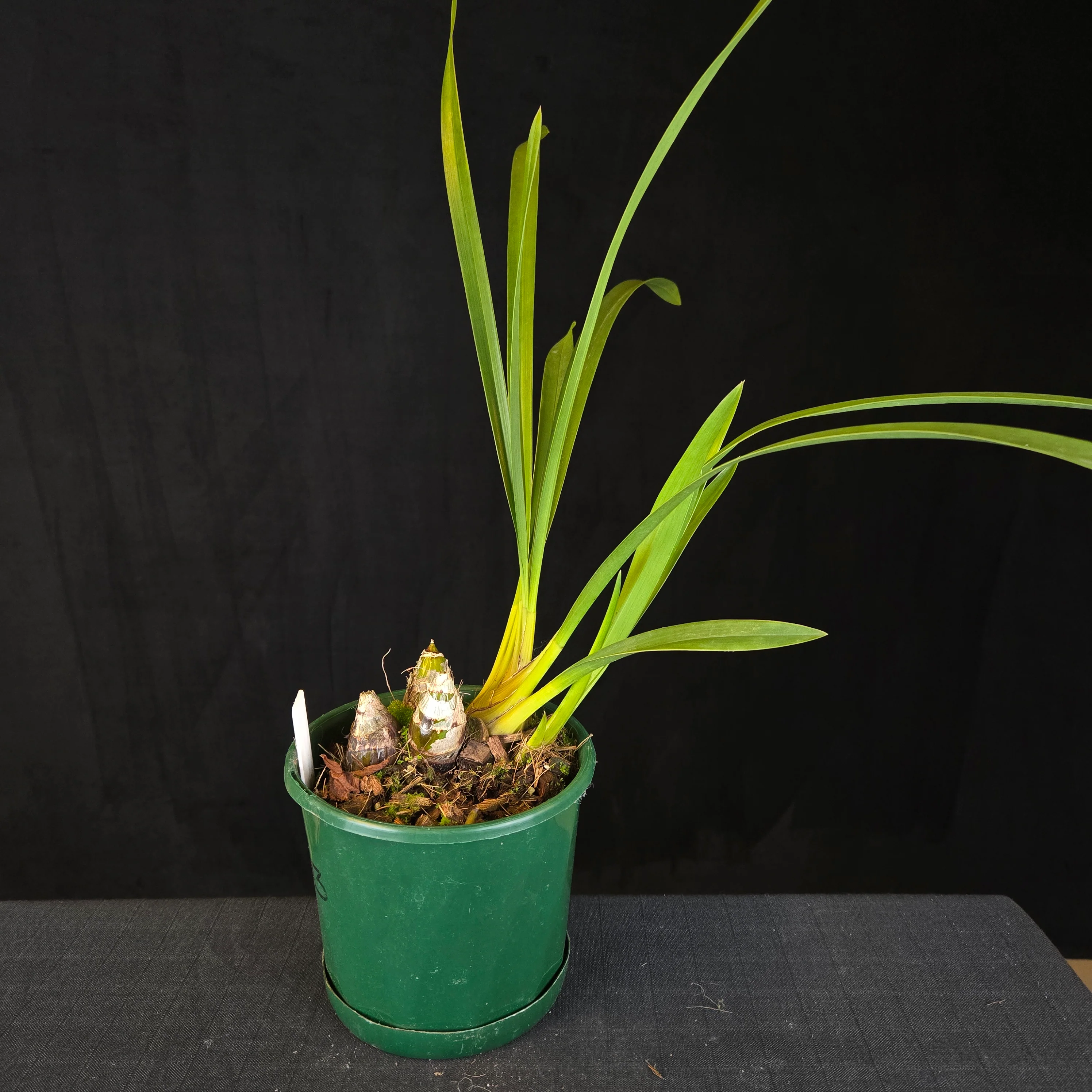 Cymbidium Maluka Baby Pink Peloric - One Off Special - Image 3