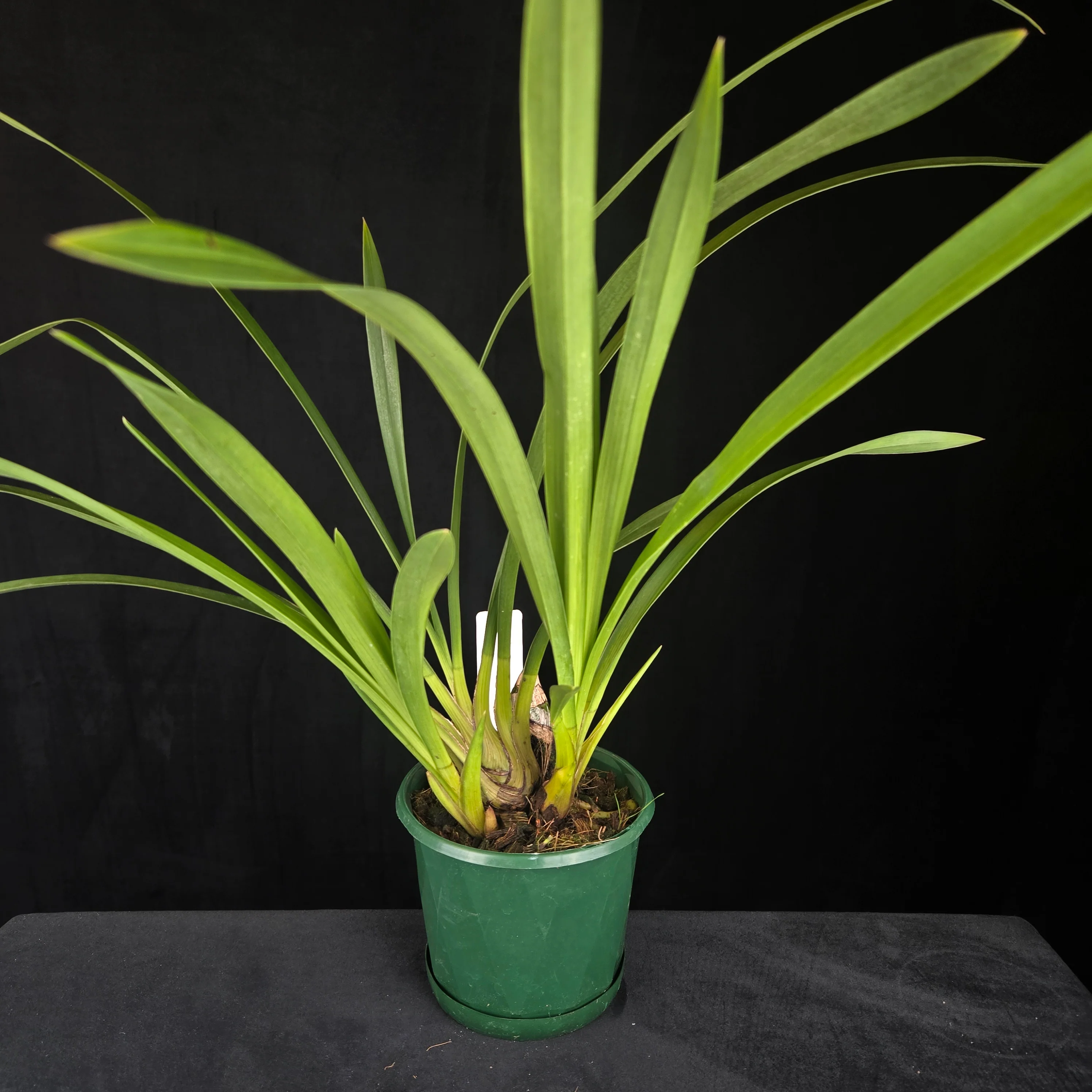 Cymbidium Maluka Baby Pink Peloric - One Off Special - Image 4