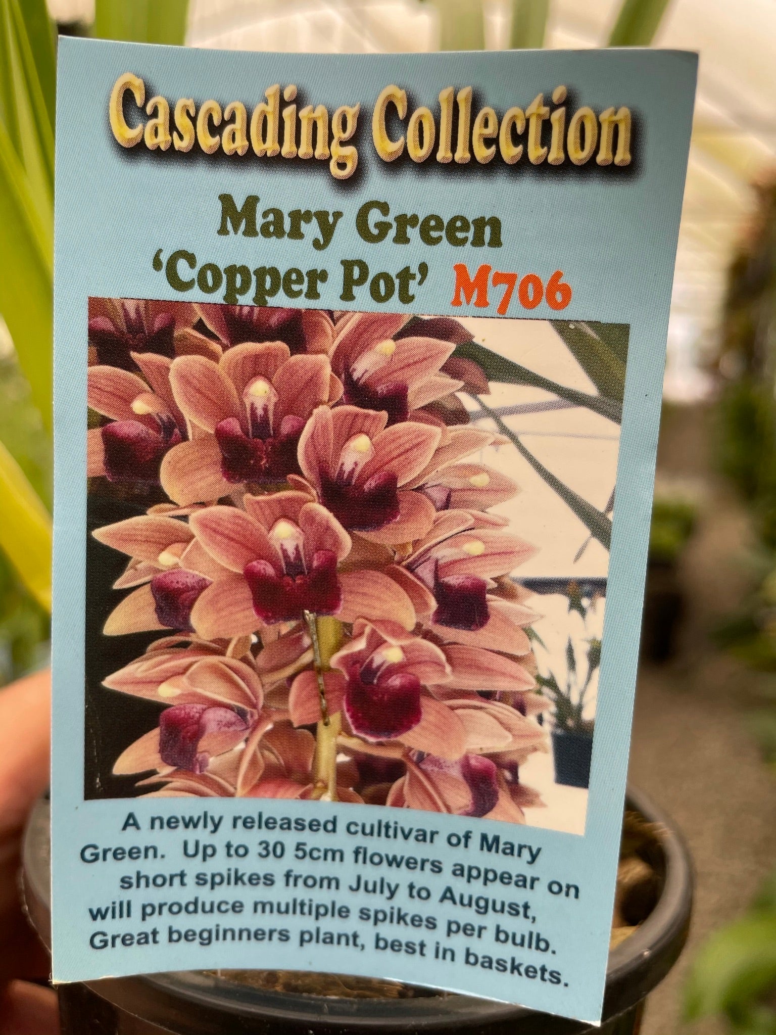 Cymbidium Mary Green 'Copper Pot' - Image 2
