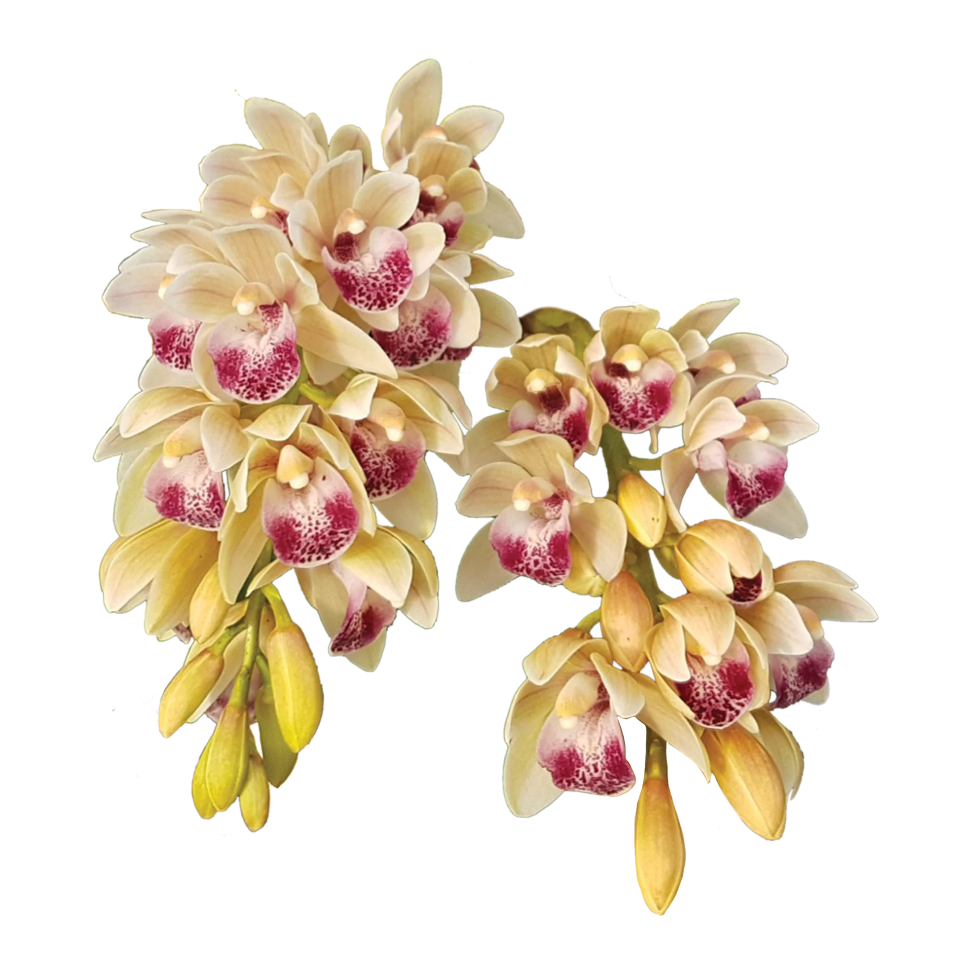 Cymbidium Mary Green 'Cream Puff'