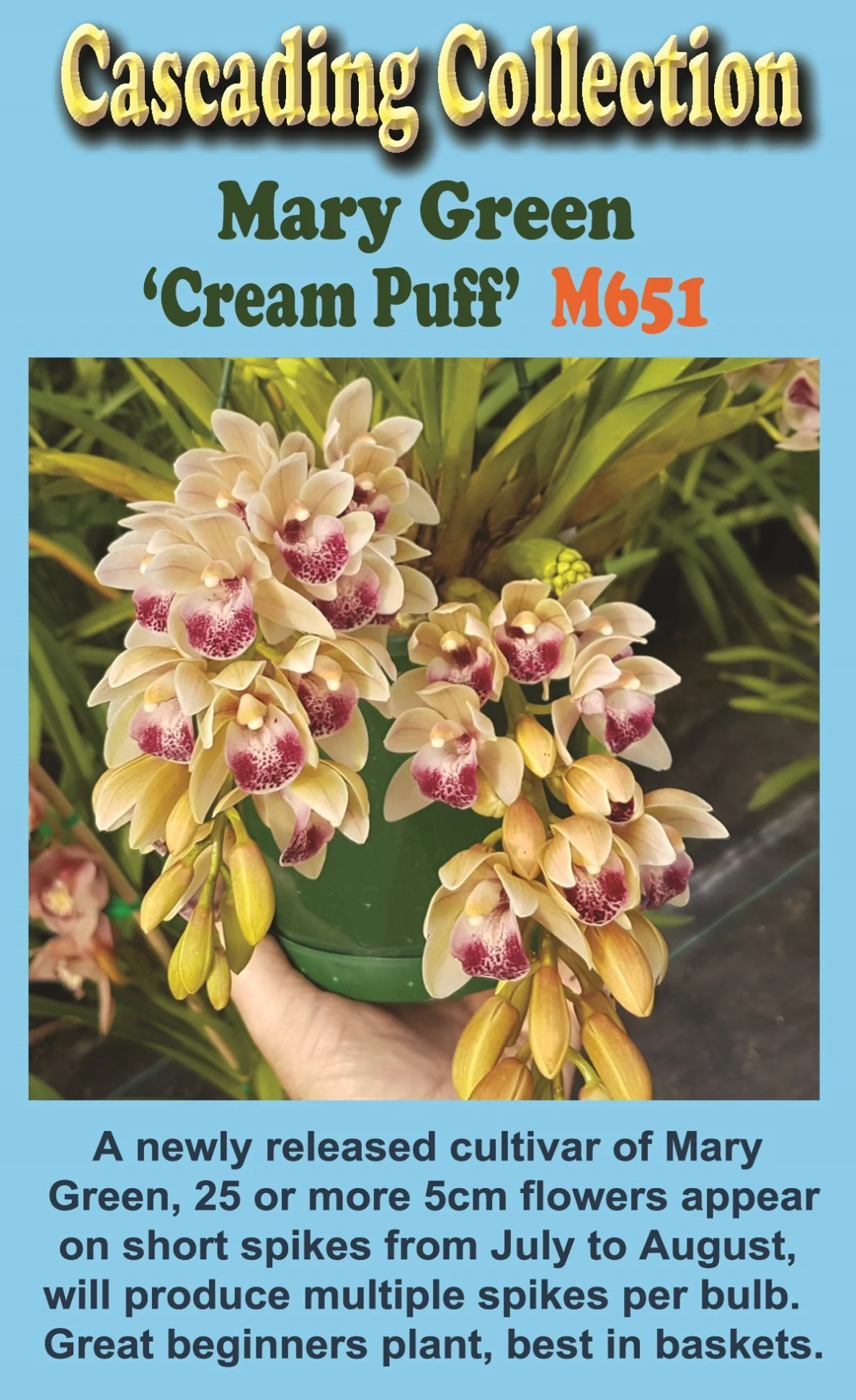 Cymbidium Mary Green 'Cream Puff' - Image 2