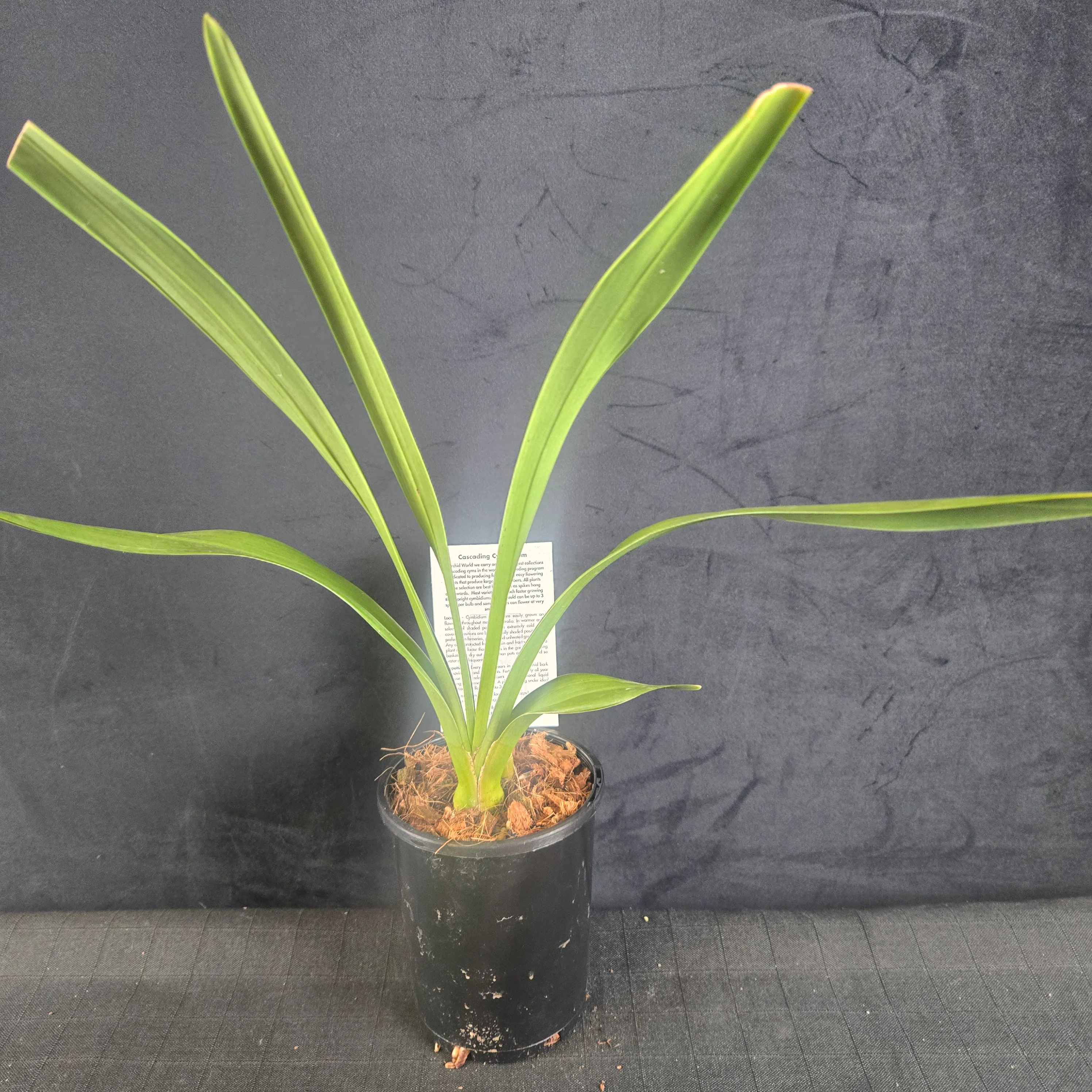 Cymbidium Mary Green 'Cream Puff' - Image 3
