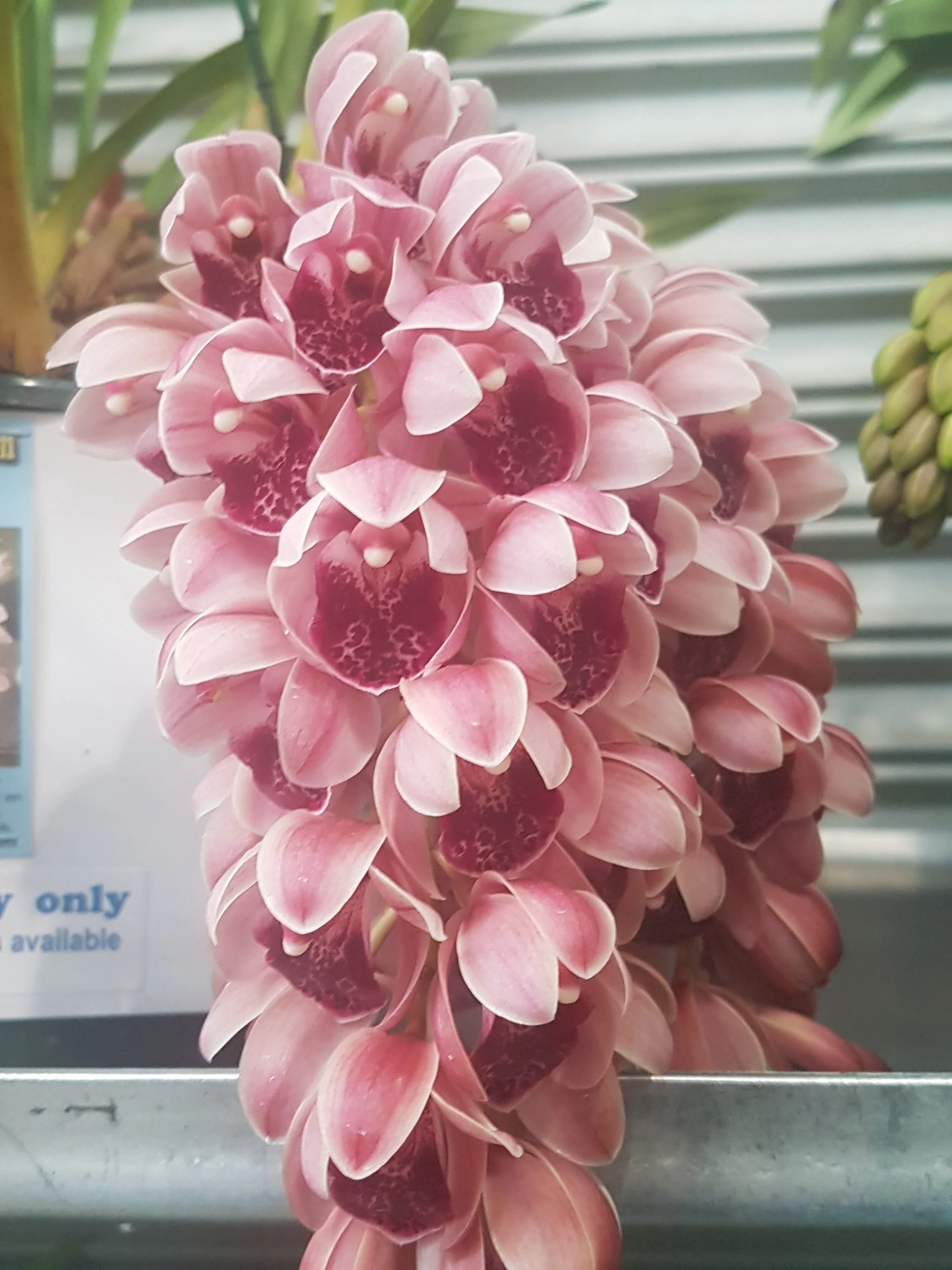 Cymbidium Mary Green 'Cutie Pie' - Image 3