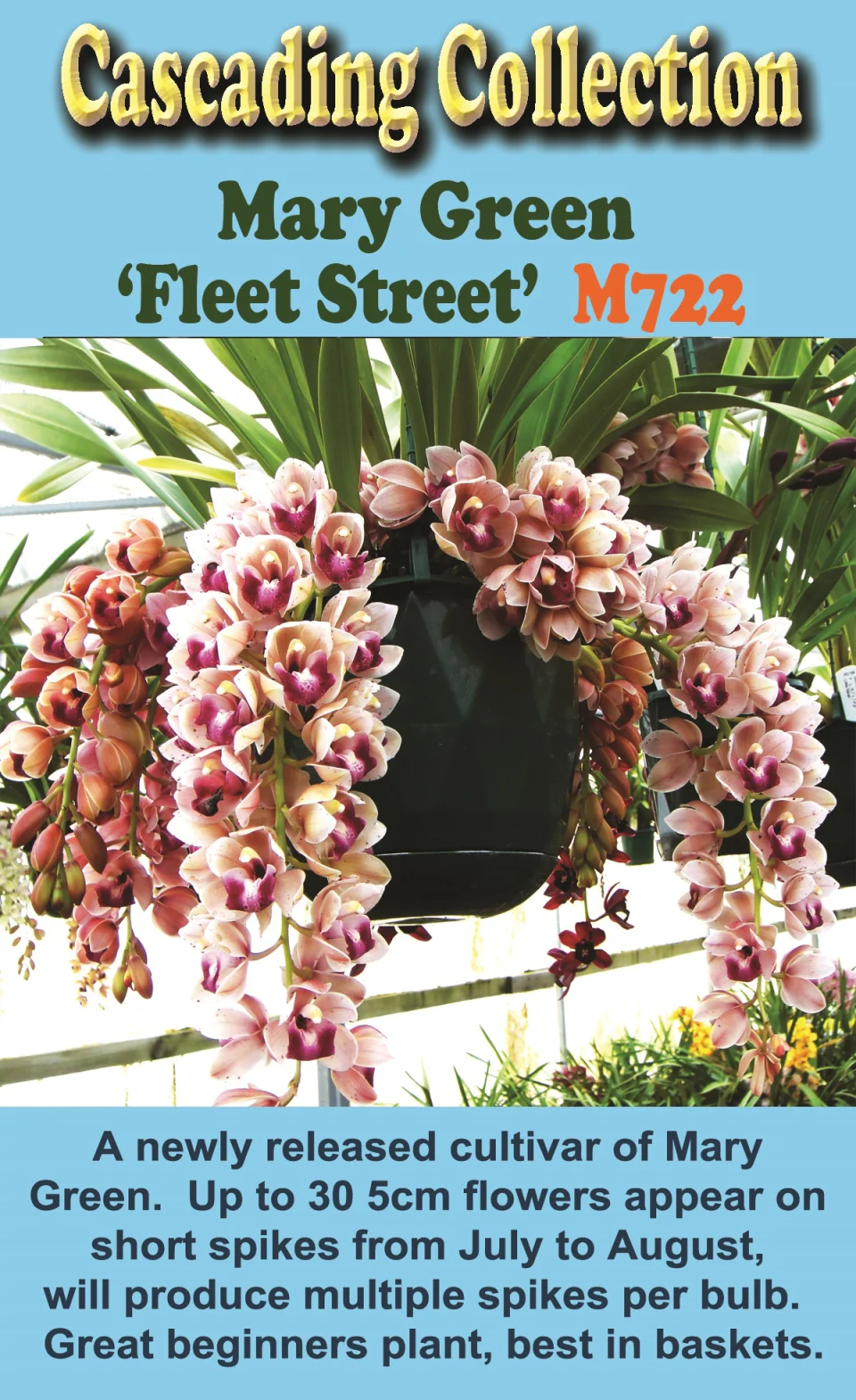 Cymbidium Mary Green 'Fleet Street' - Image 2
