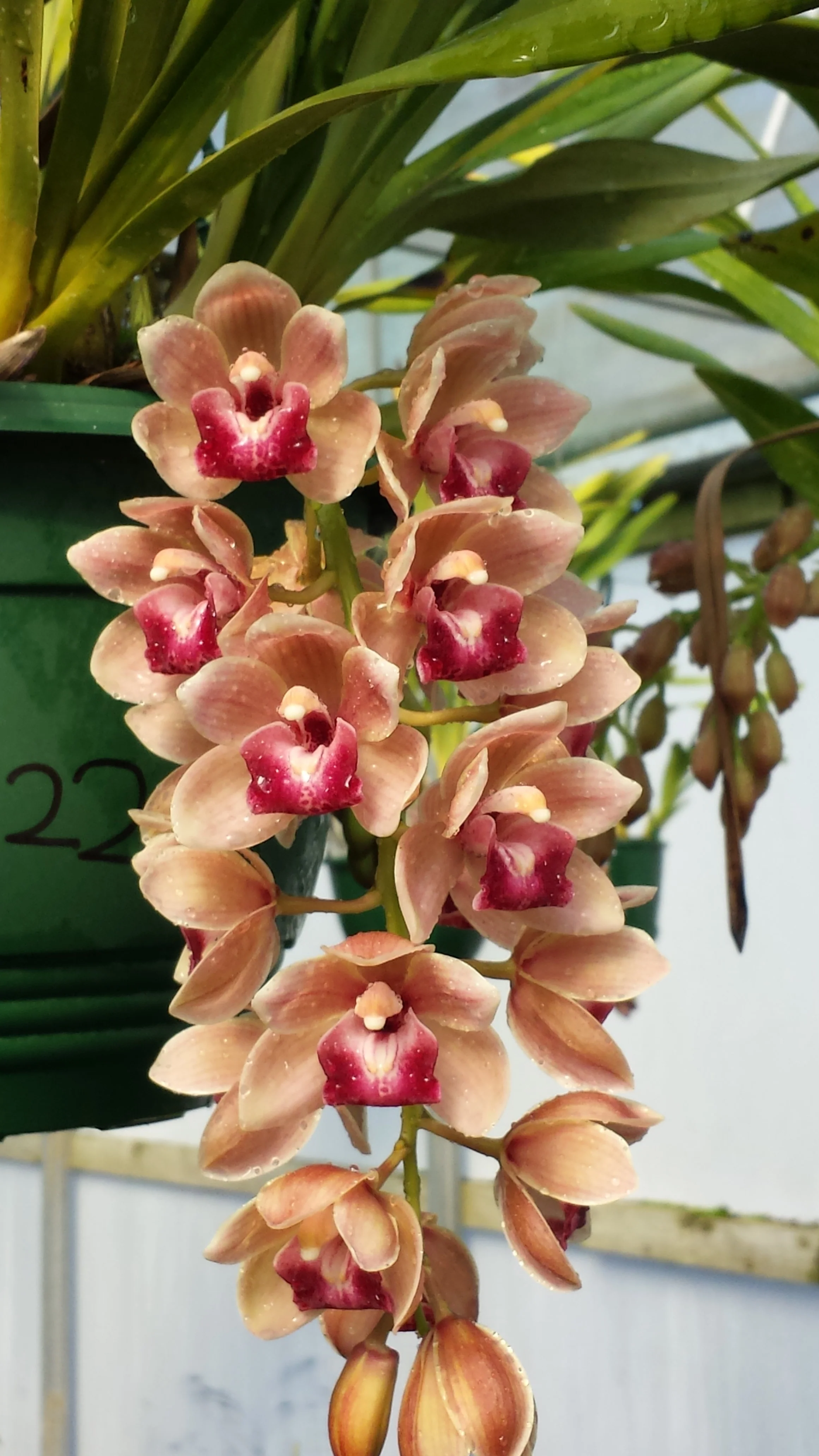 Cymbidium Mary Green 'Fleet Street' - Image 5