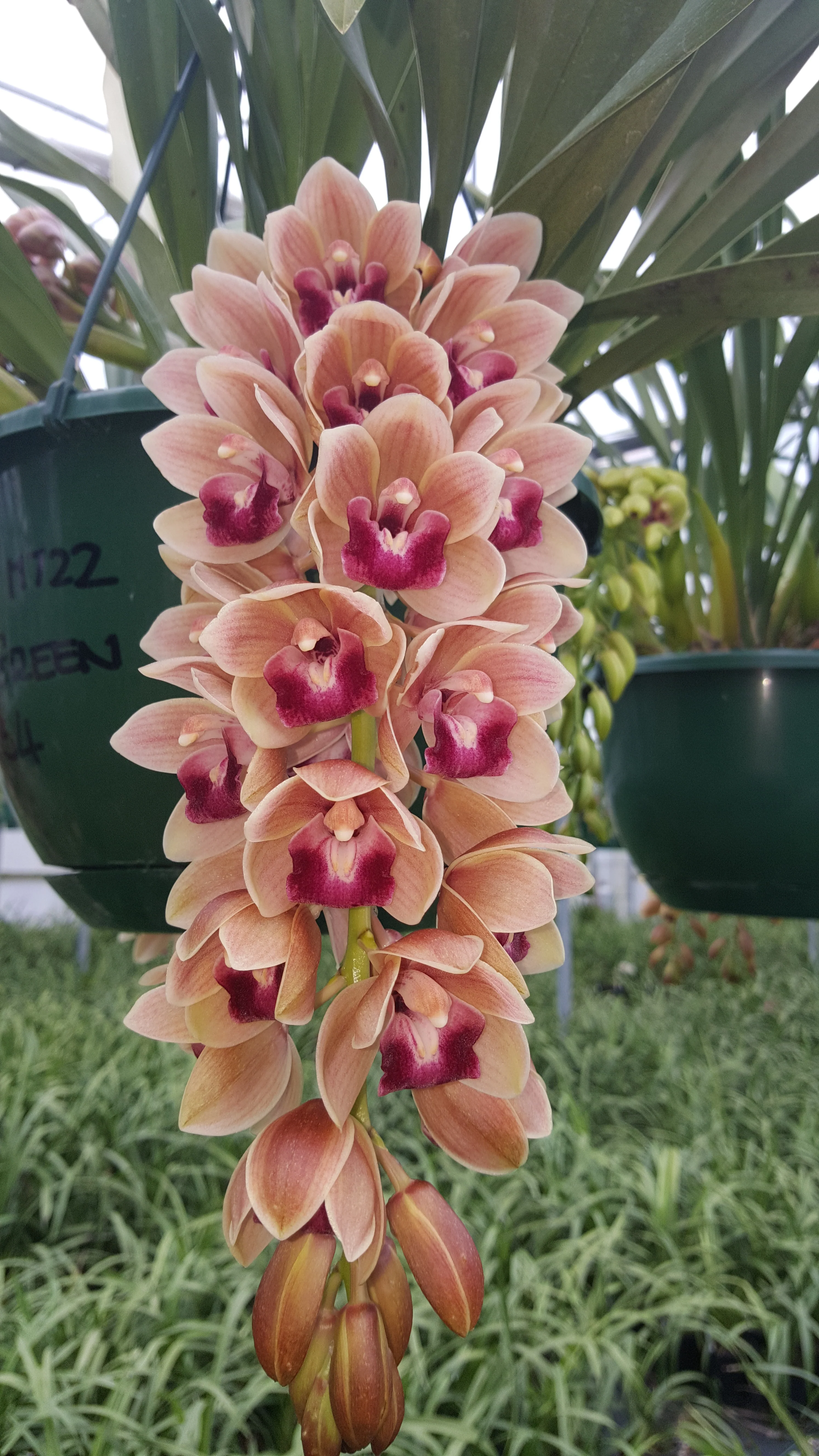 Cymbidium Mary Green 'Fleet Street' - Image 6