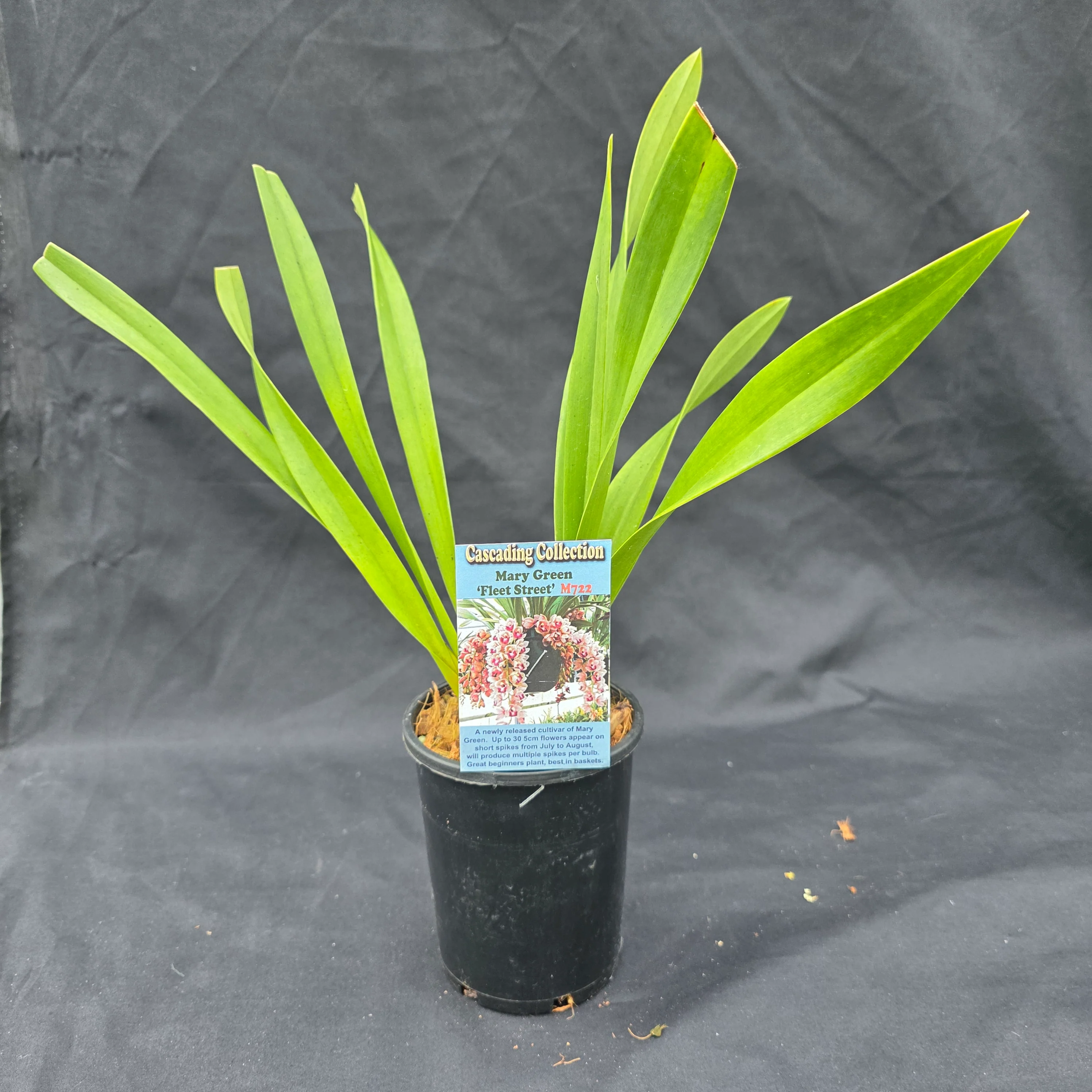 Cymbidium Mary Green 'Fleet Street' - Image 7