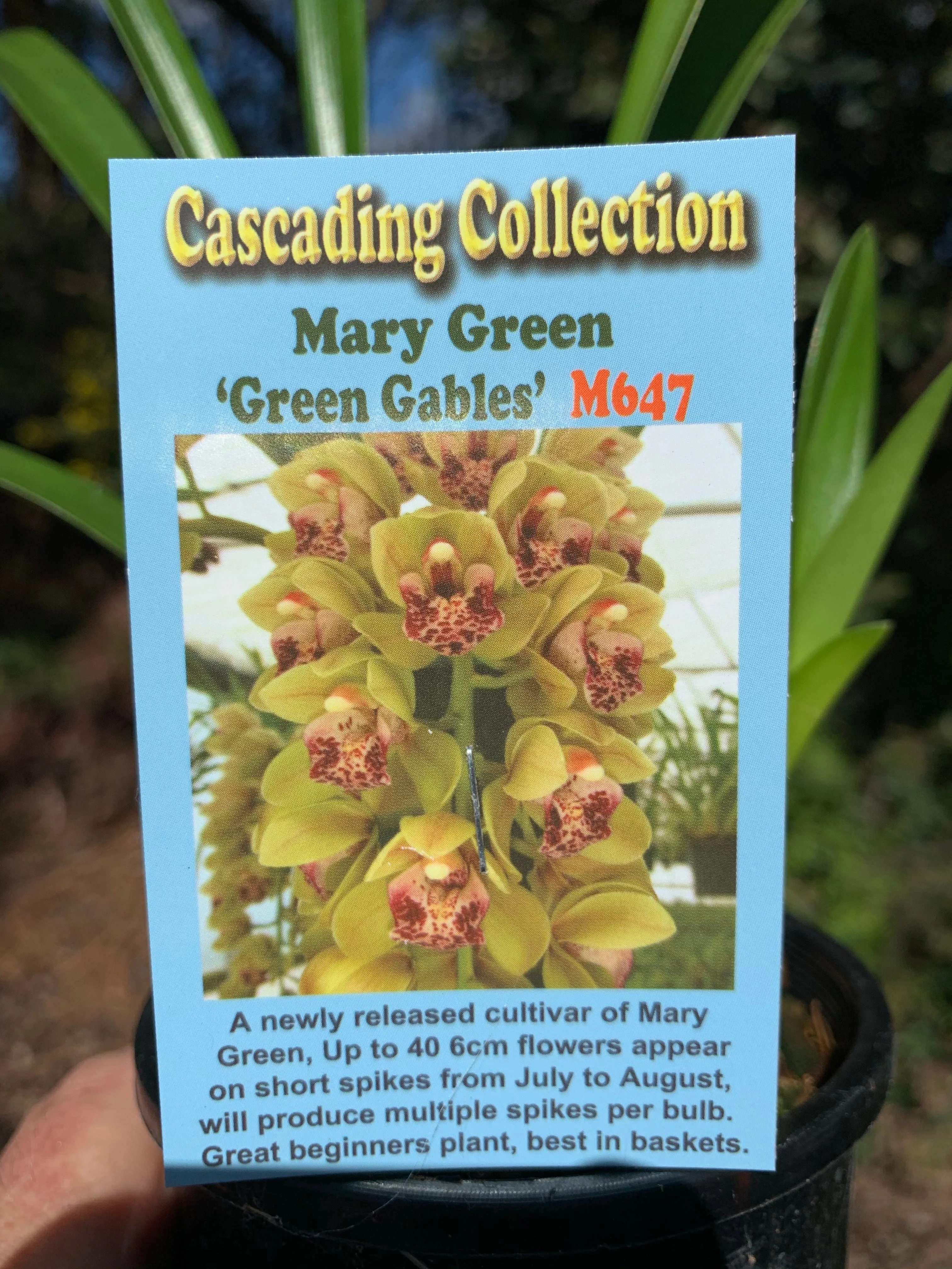 Cymbidium Mary Green 'Green Gables' - Image 2
