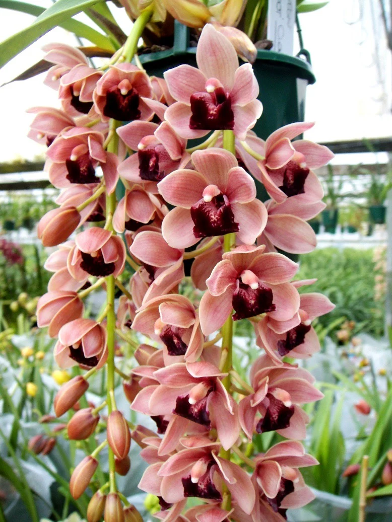 Cymbidium Mary Green 'Jackpot' - Image 5