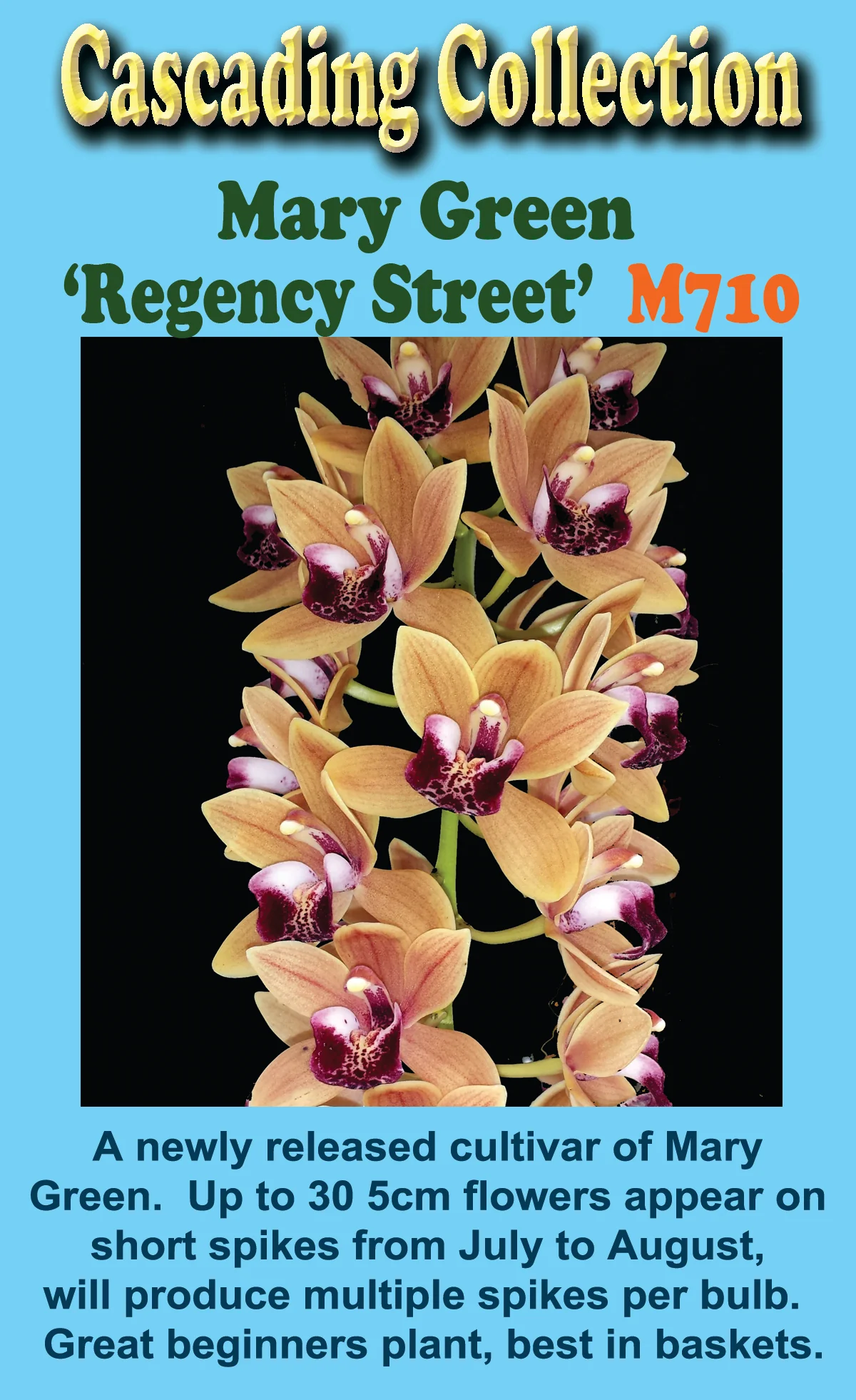 Cymbidium Mary Green 'Regency Street' - Image 4
