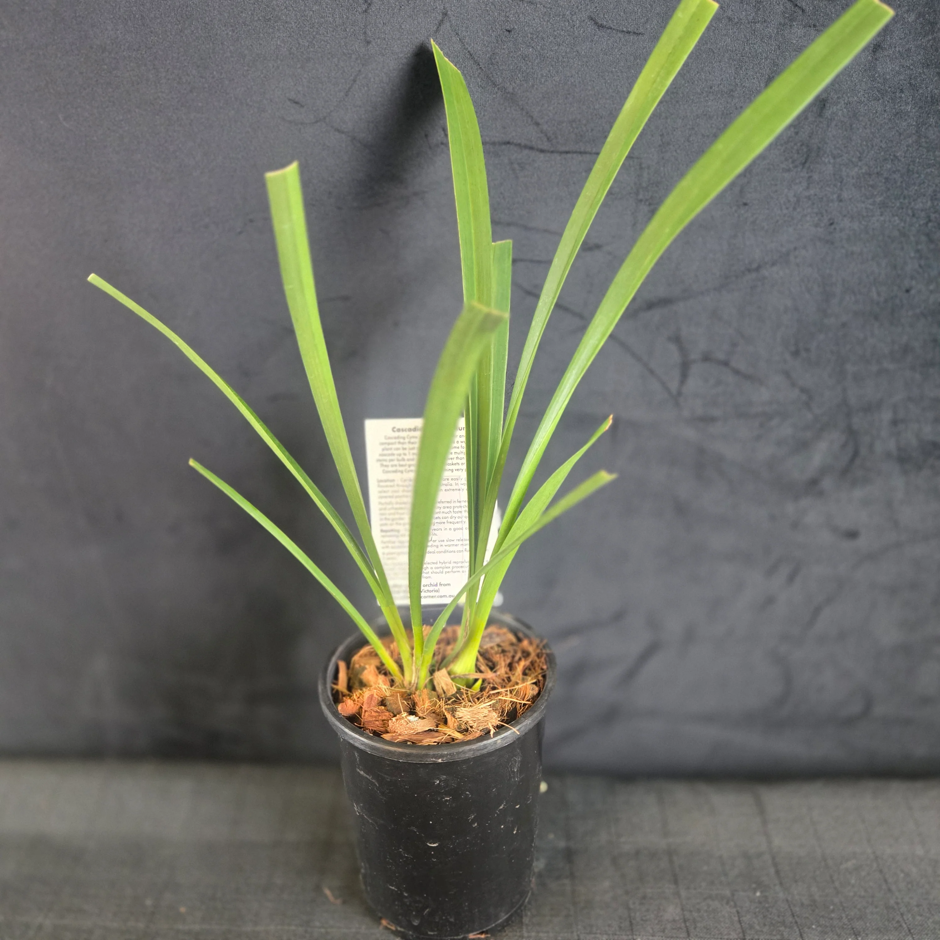 Cymbidium Mary Green 'Regency Street' - Image 5