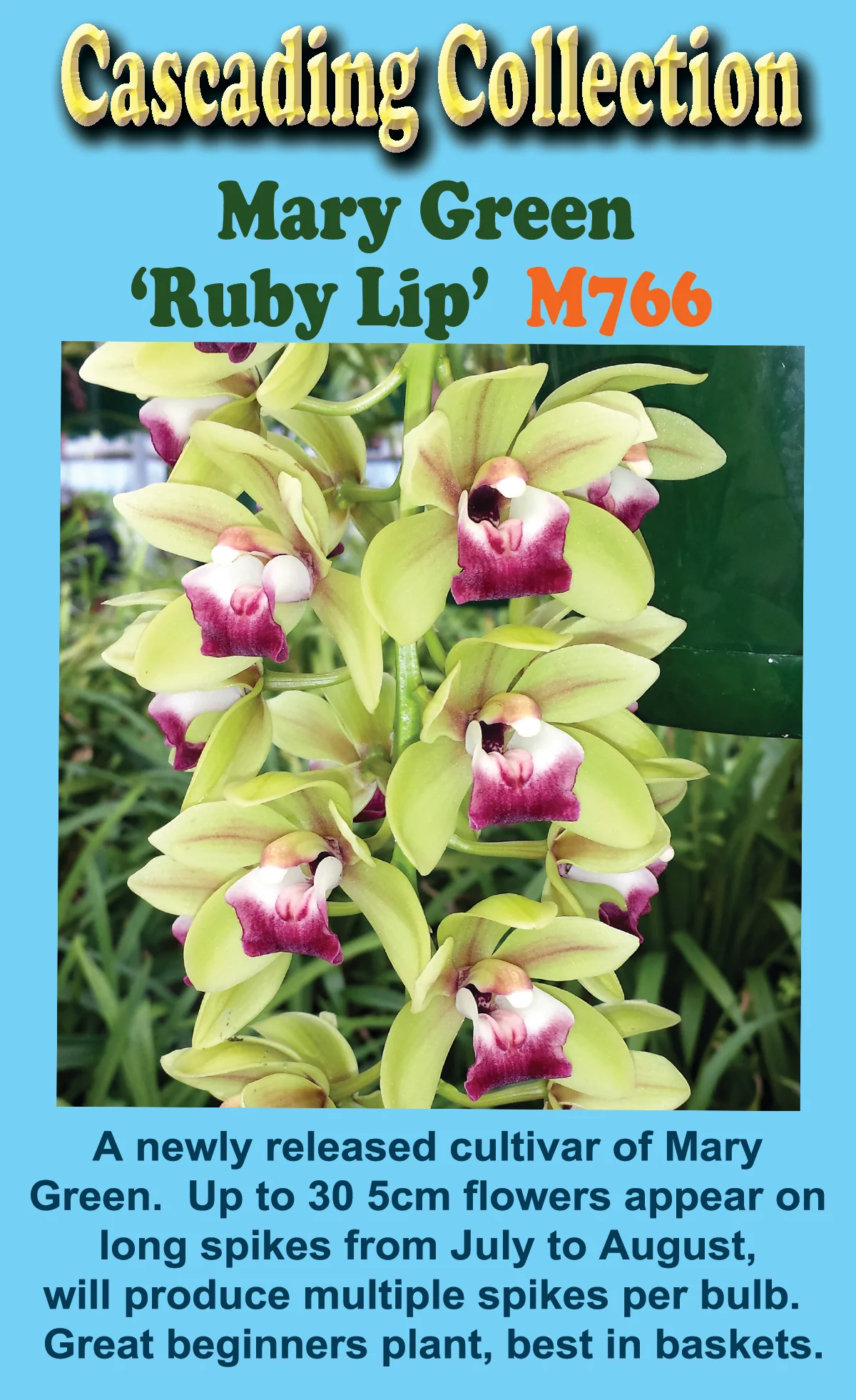Cymbidium Mary Green 'Ruby Lip' - Image 2