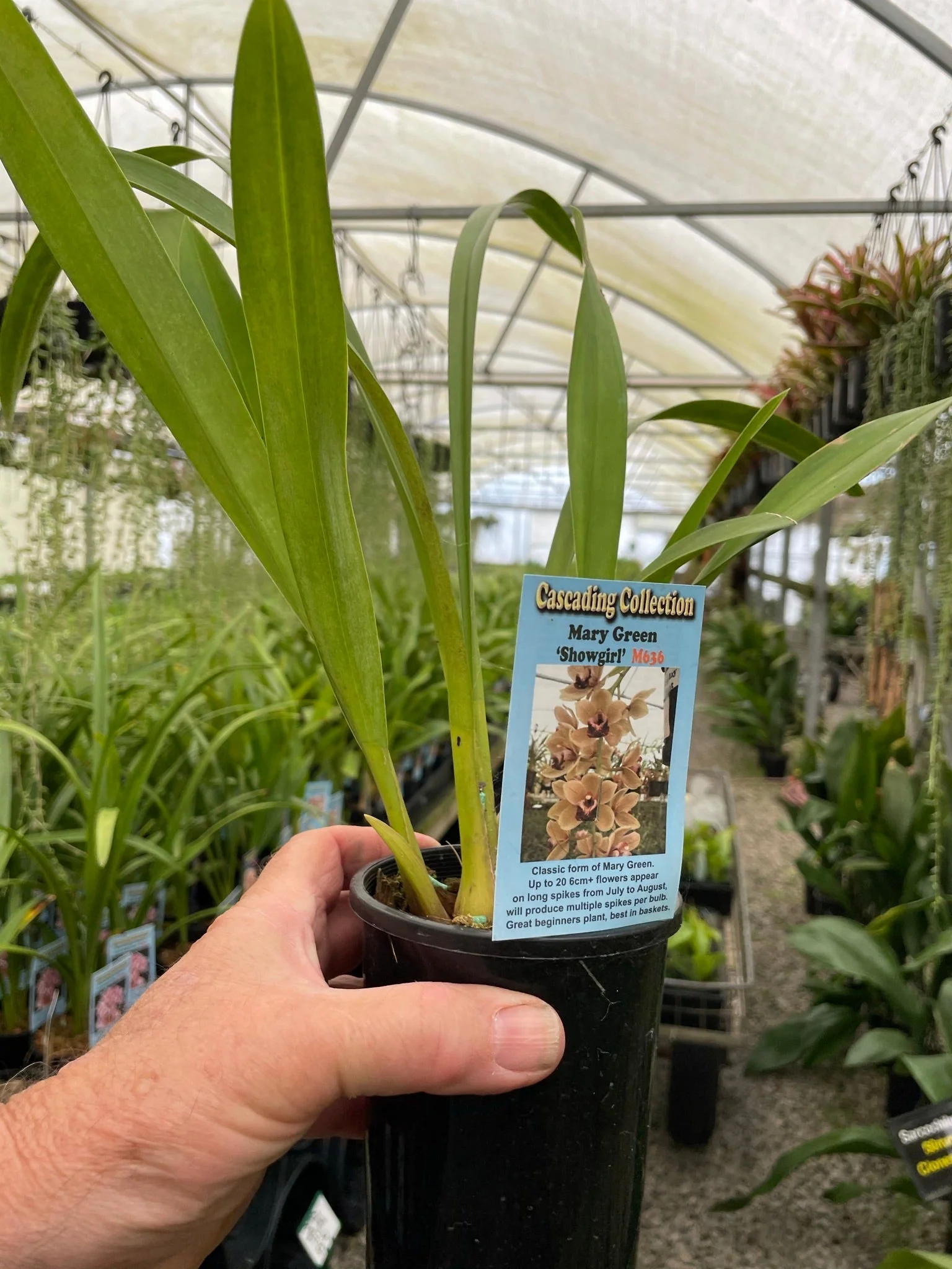 Cymbidium Mary Green 'Showgirl' - Image 2