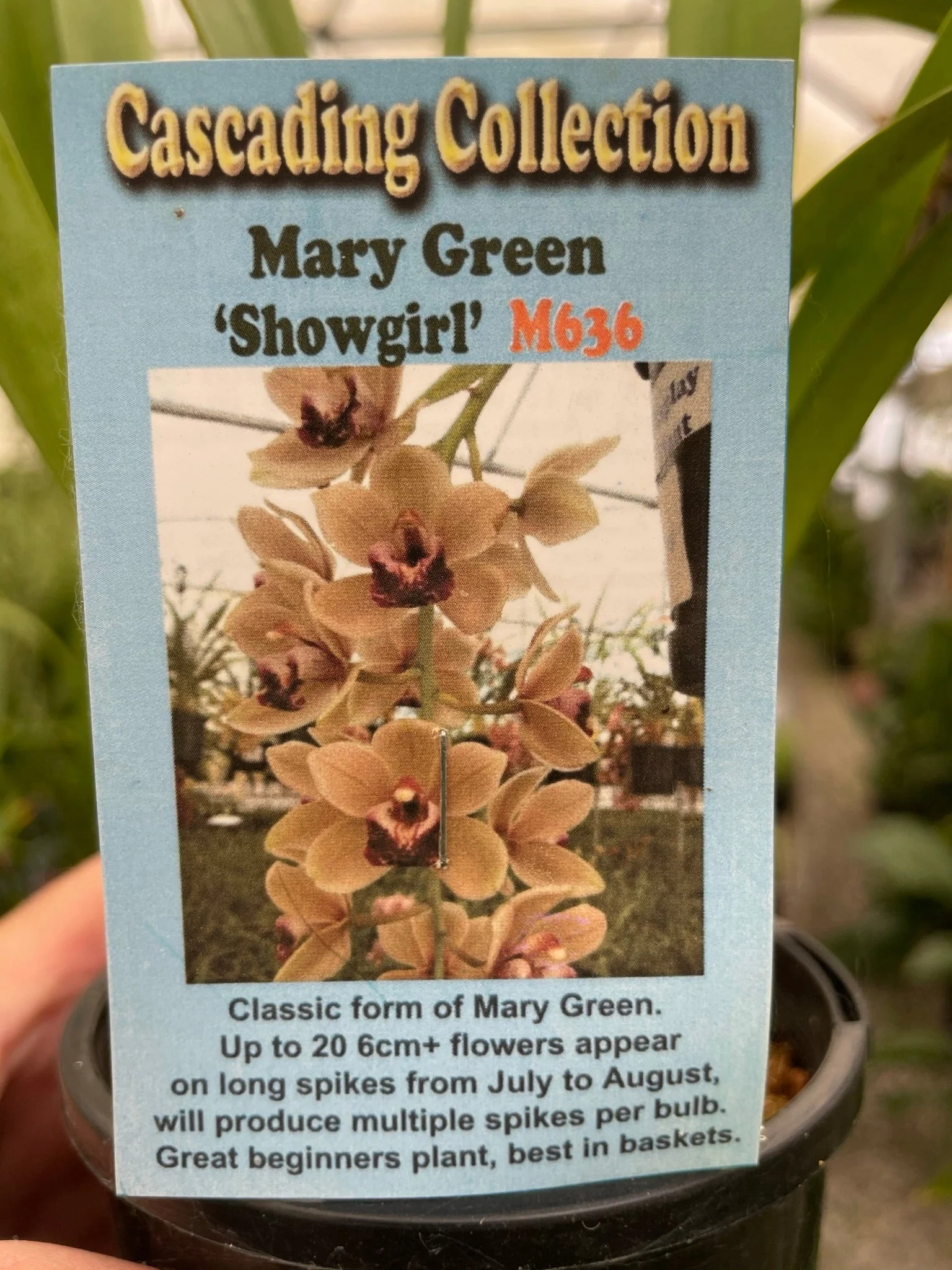 Cymbidium Mary Green 'Showgirl' - Image 3