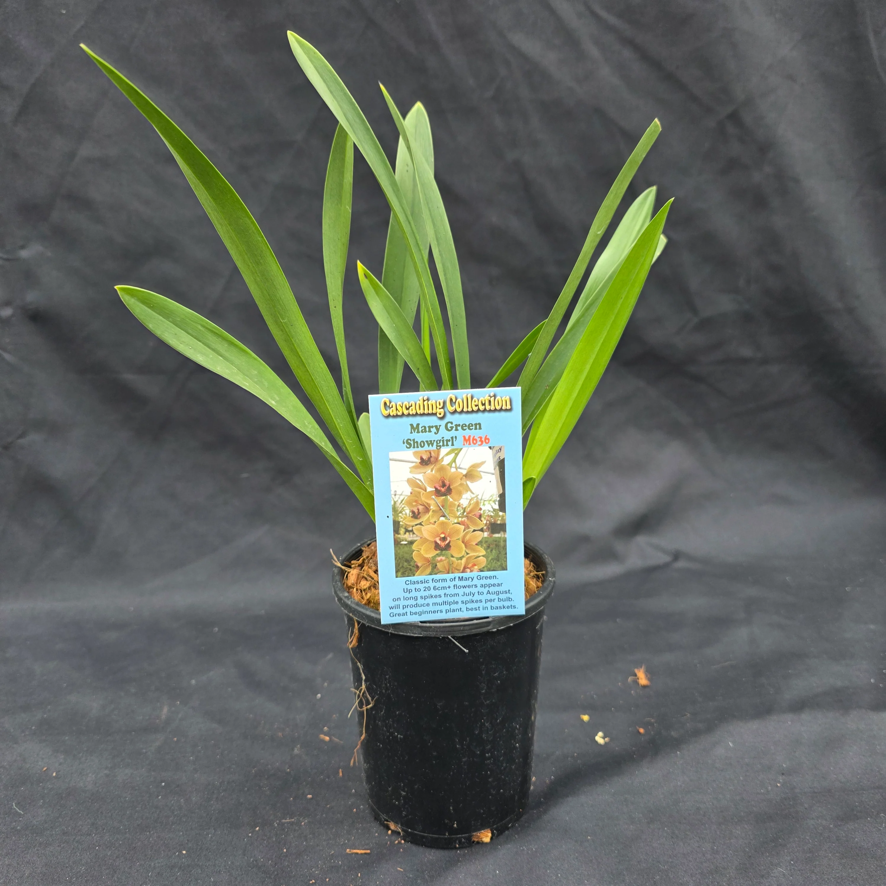 Cymbidium Mary Green 'Showgirl' - Image 4