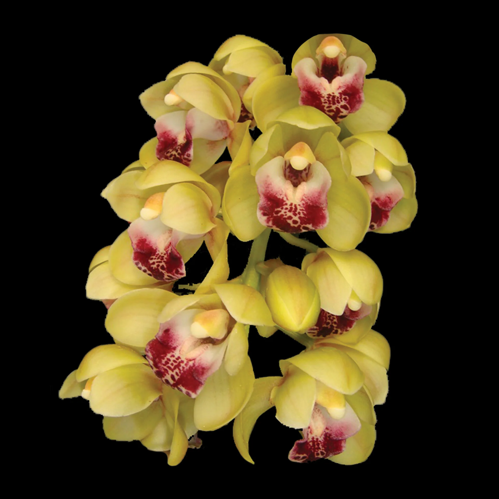 Cymbidium Mary Green 'Soft Spike' - Image 2
