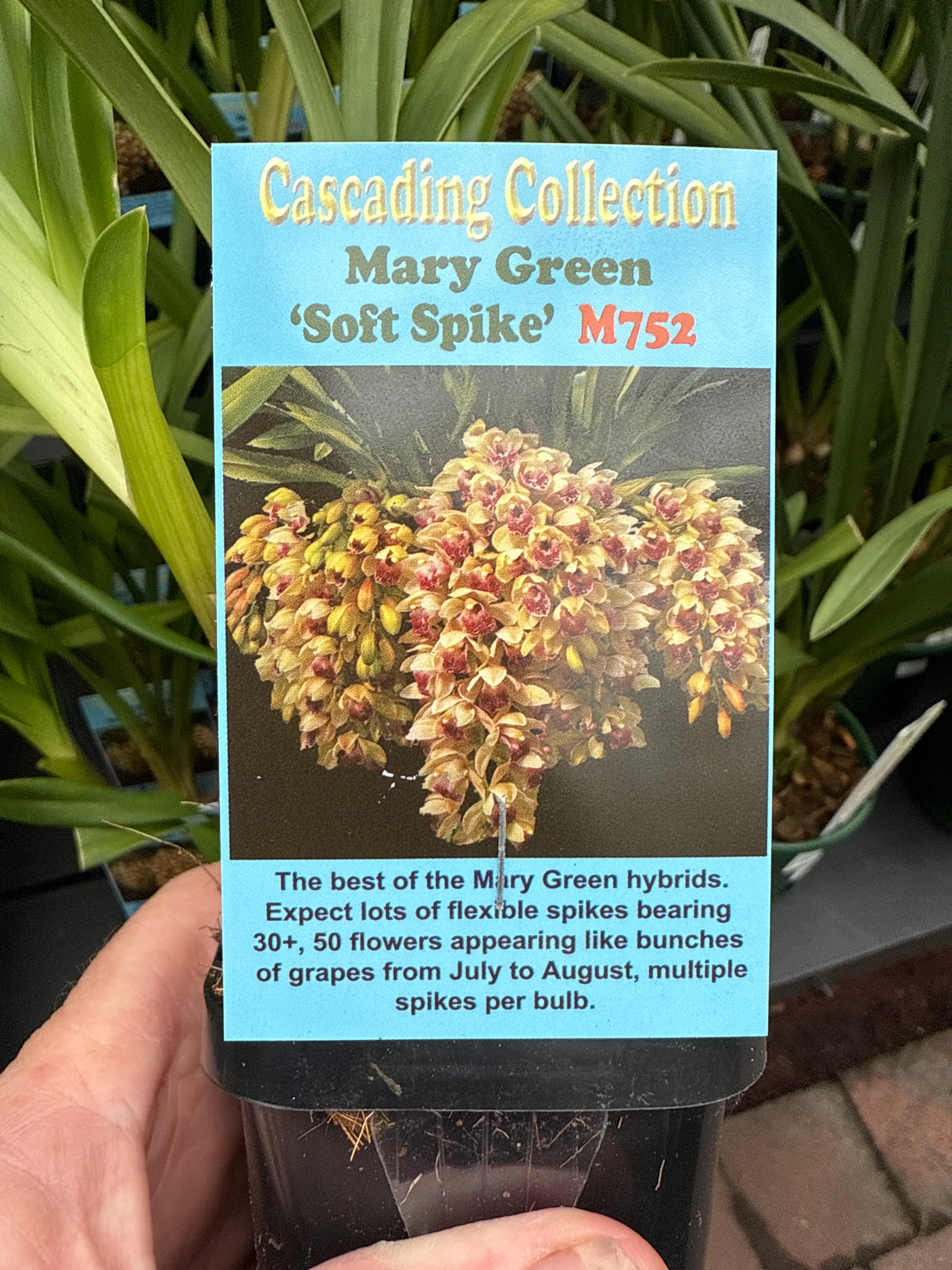 Cymbidium Mary Green 'Soft Spike' - Image 3