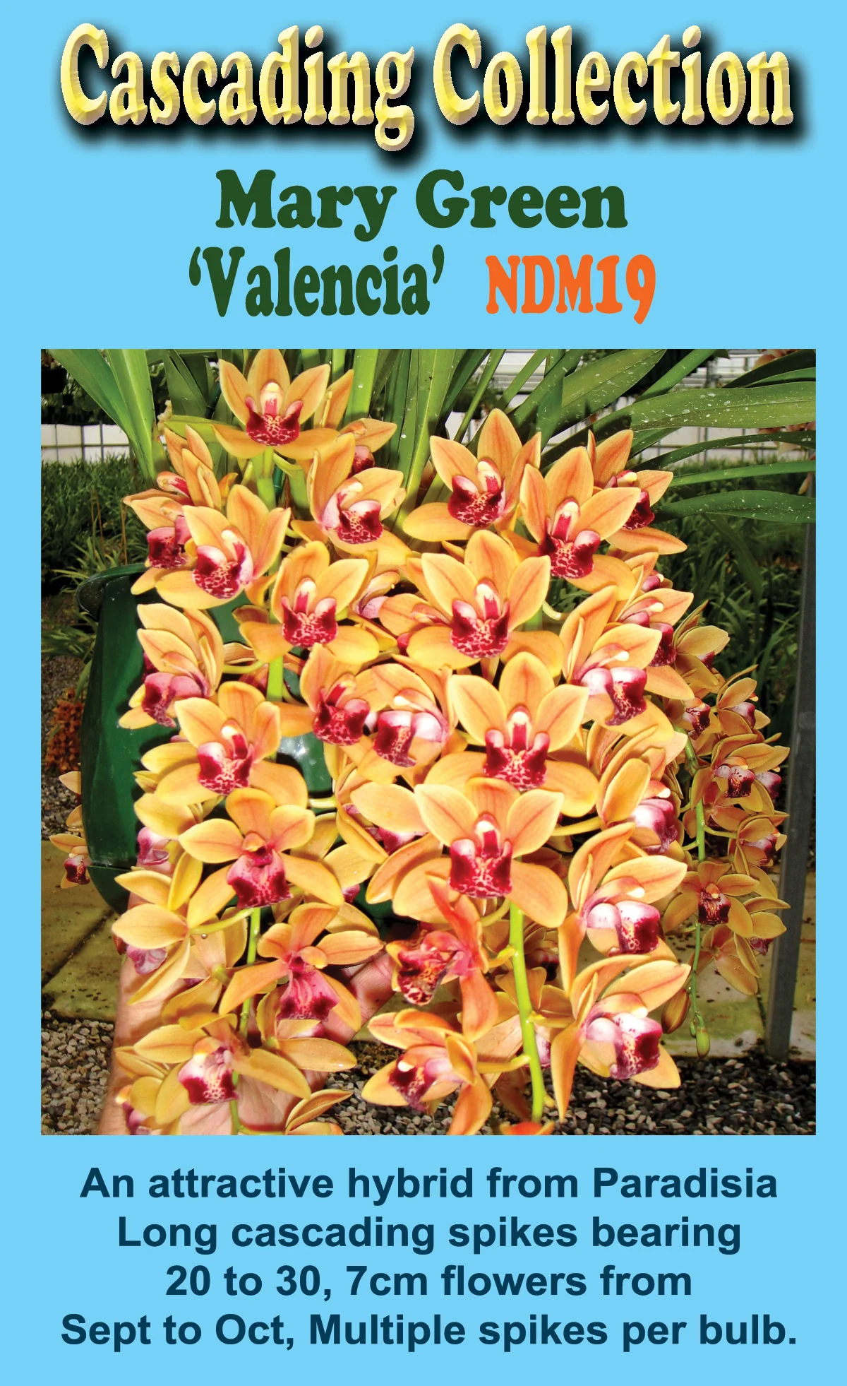 Cymbidium Mary Green 'Valencia' - Image 2