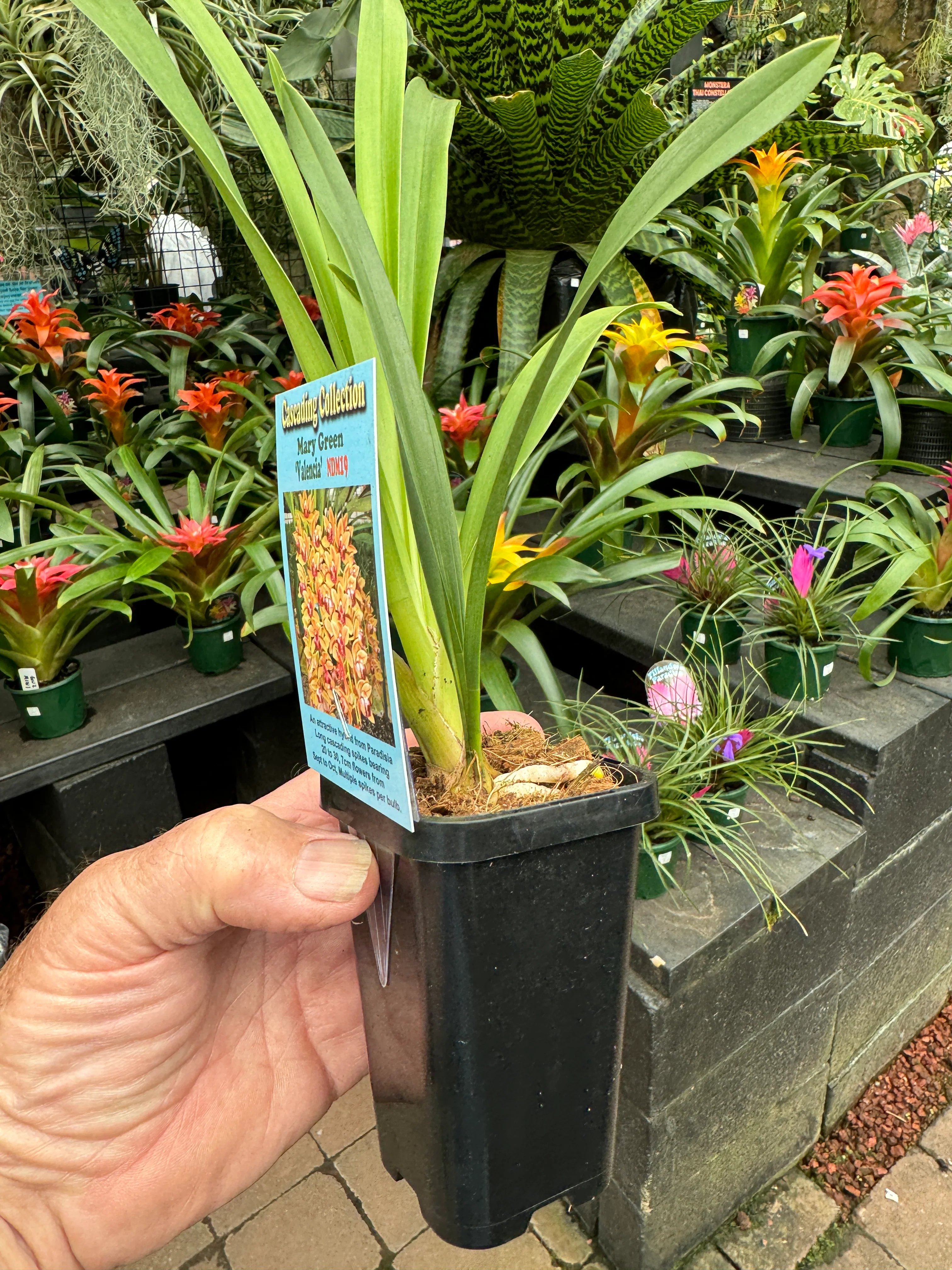 Cymbidium Mary Green 'Valencia' - Image 4