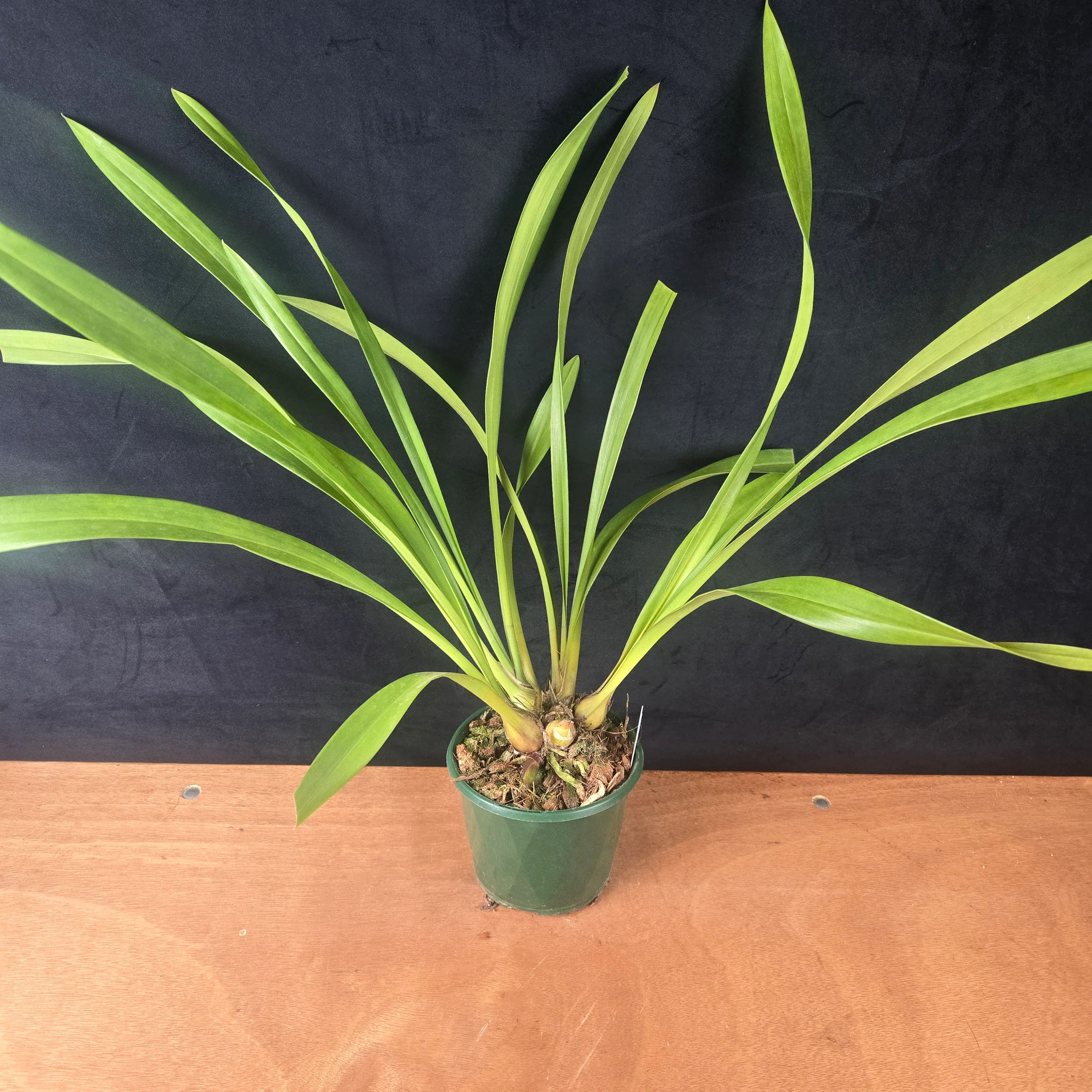 Cymbidium Mary Green 'Valencia' - Image 5
