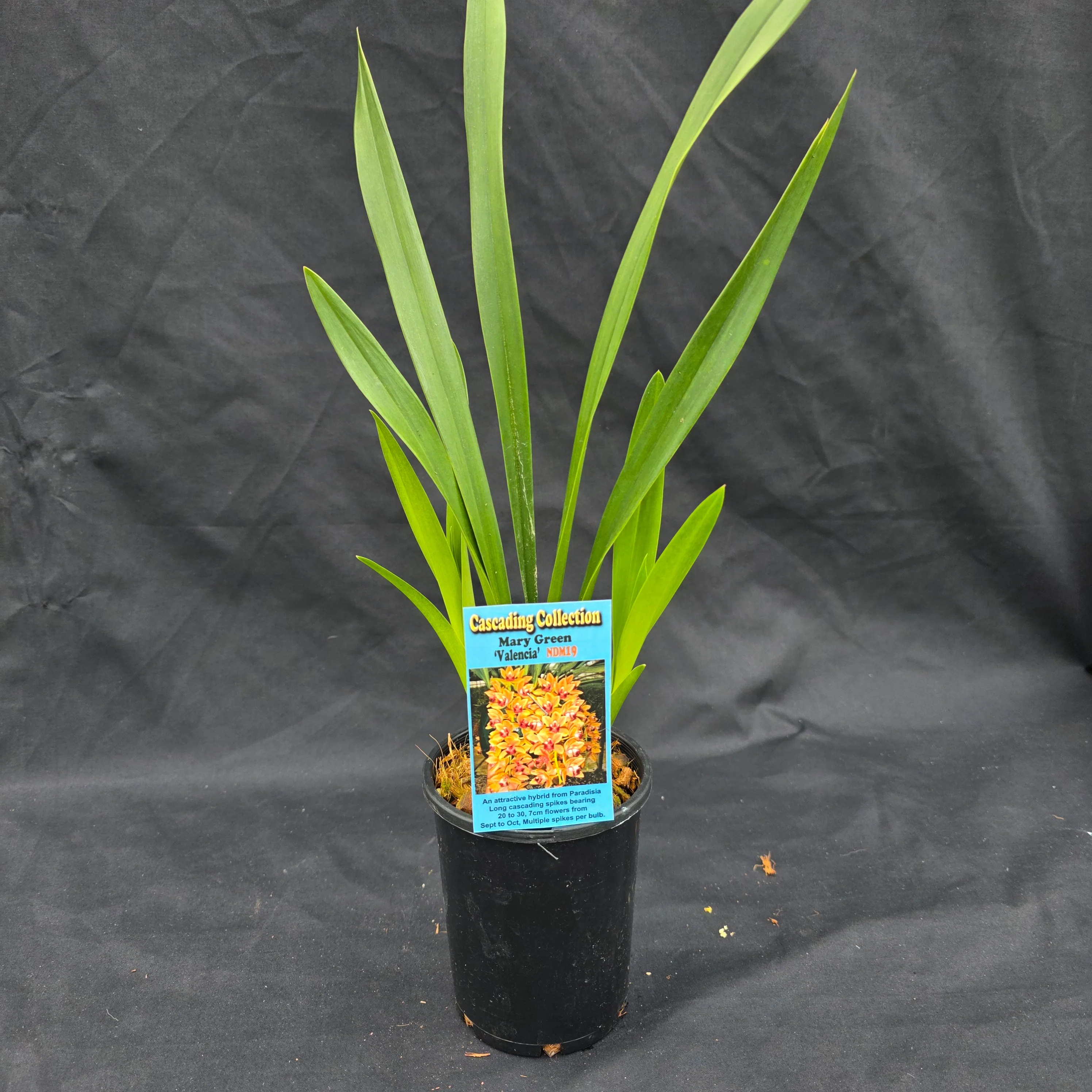Cymbidium Mary Green 'Valencia' - Image 6