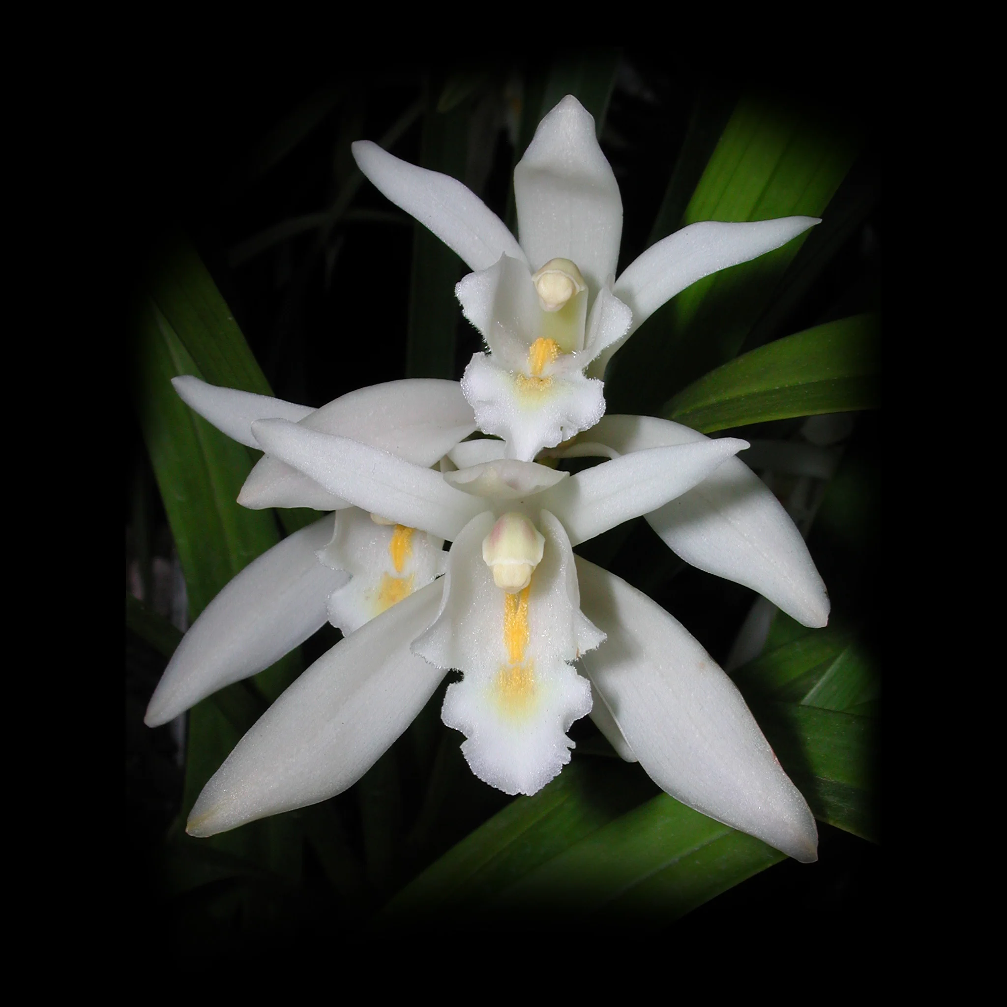 Cymbidium mastersii – The Master's Cymbidium - One Off Specials