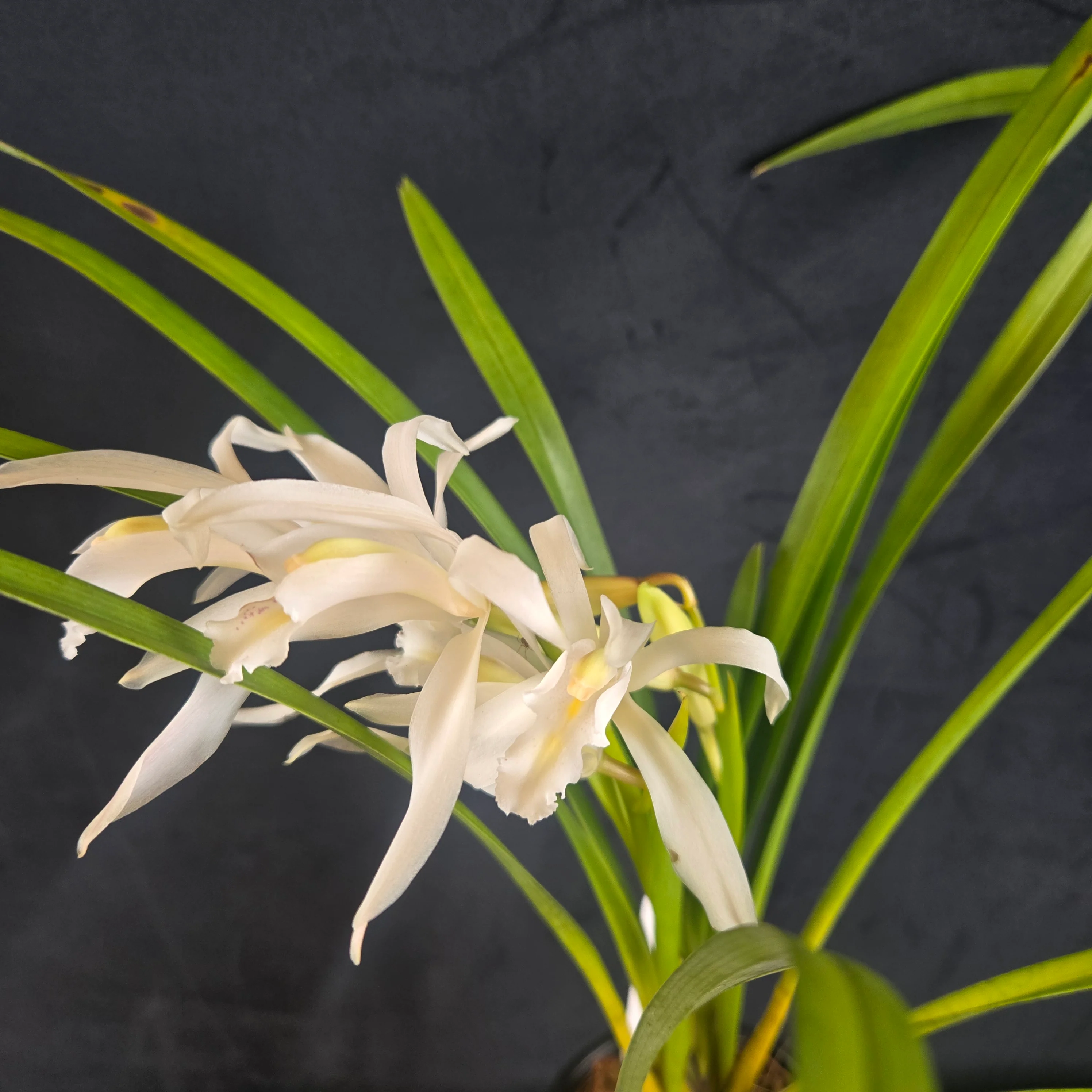Cymbidium mastersii – The Master's Cymbidium - One Off Specials - Image 2