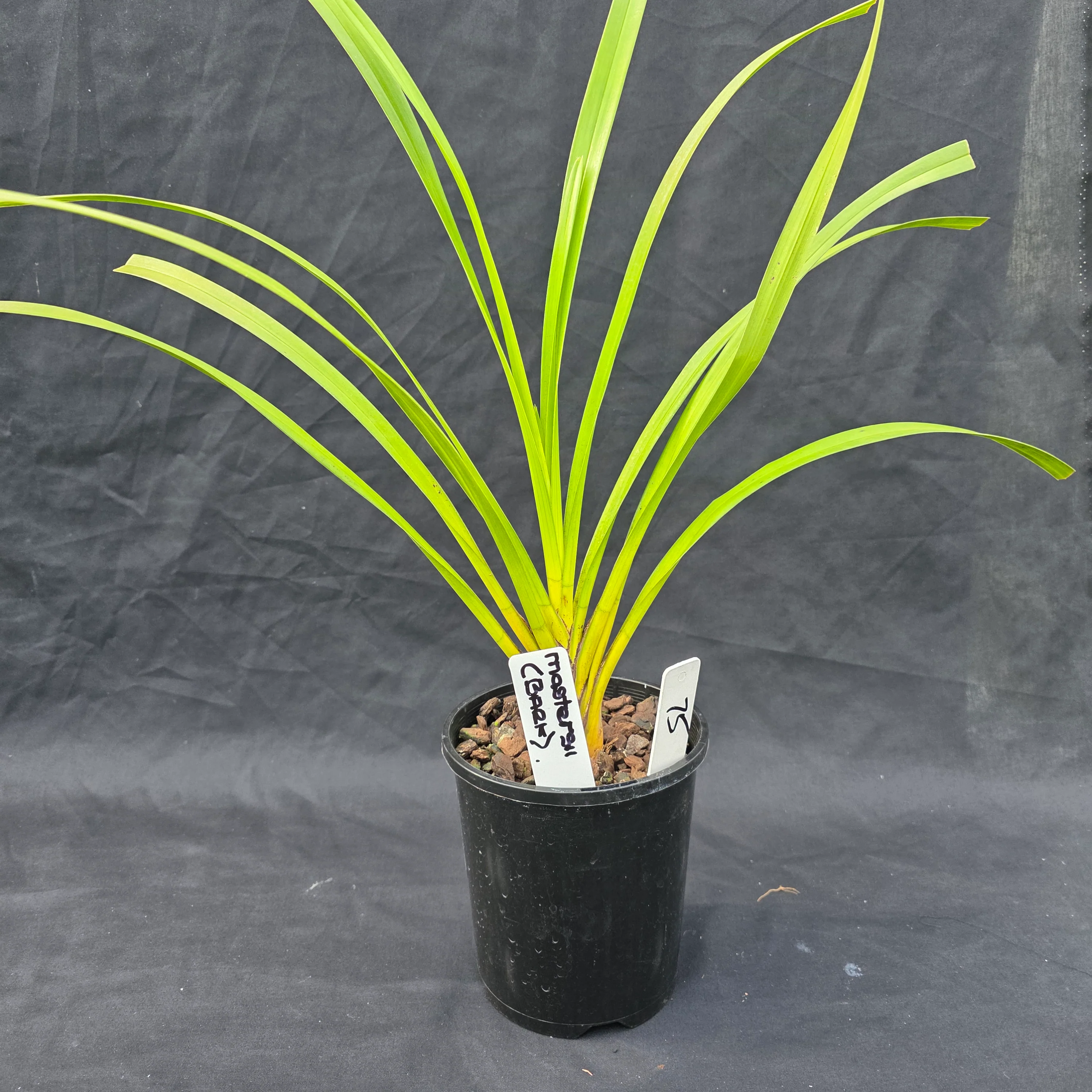 Cymbidium mastersii – The Master's Cymbidium - One Off Specials - Image 3